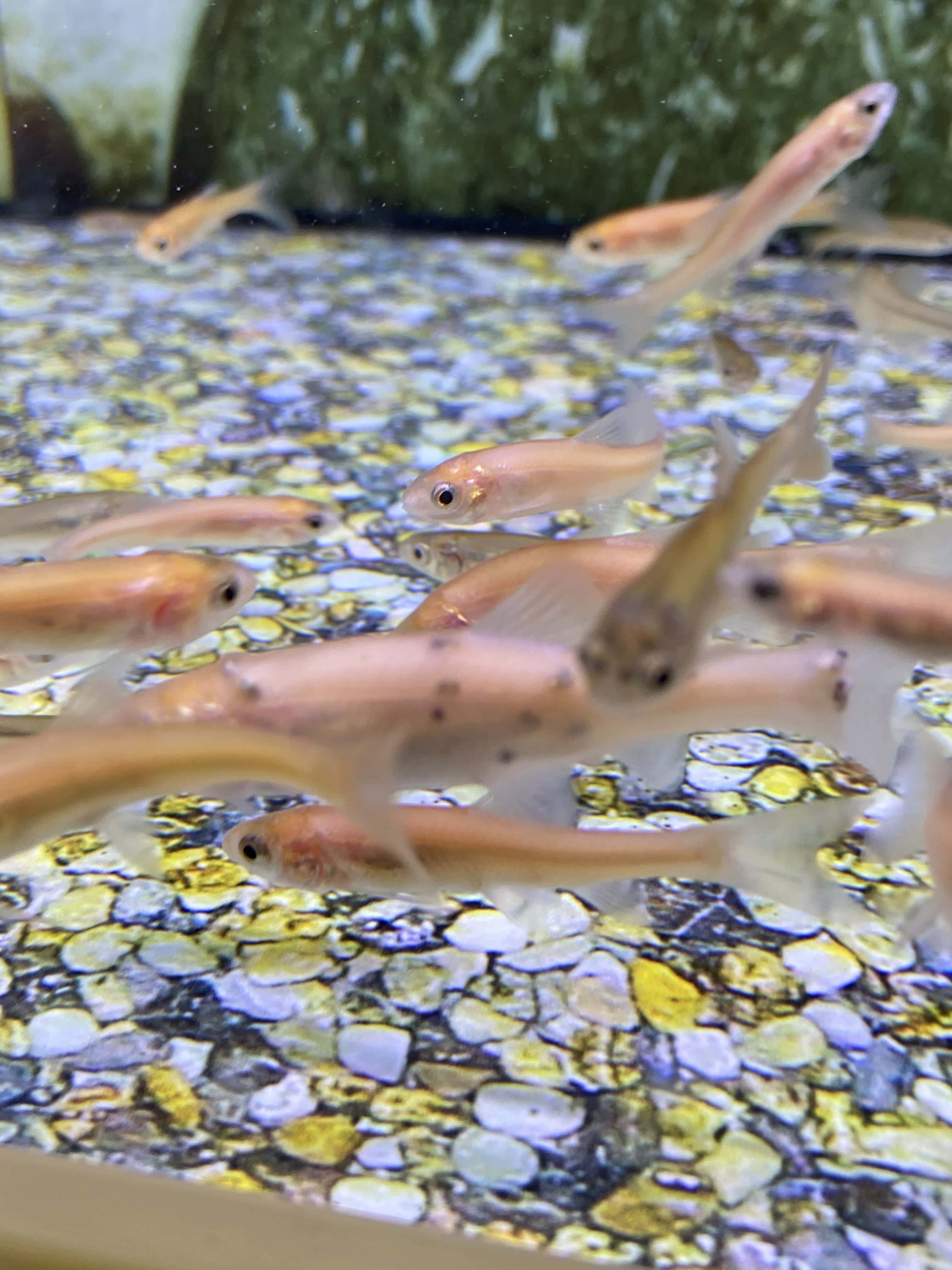 Fathead Minnow, school of fish, translucent pinkish fish, 4K Phone Wallpaper