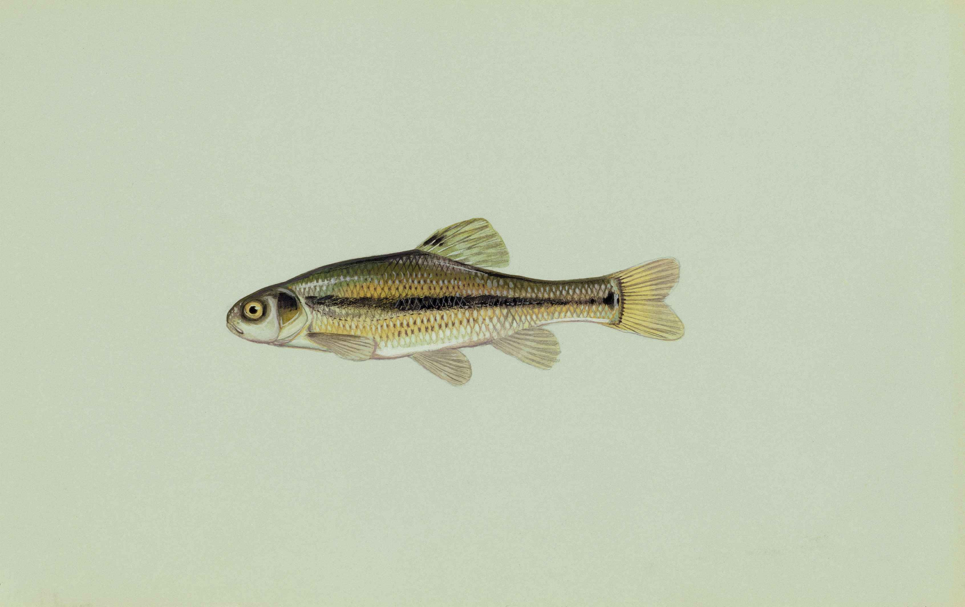 Fathead Minnow, olive green, silver, 2K Desktop Wallpaper