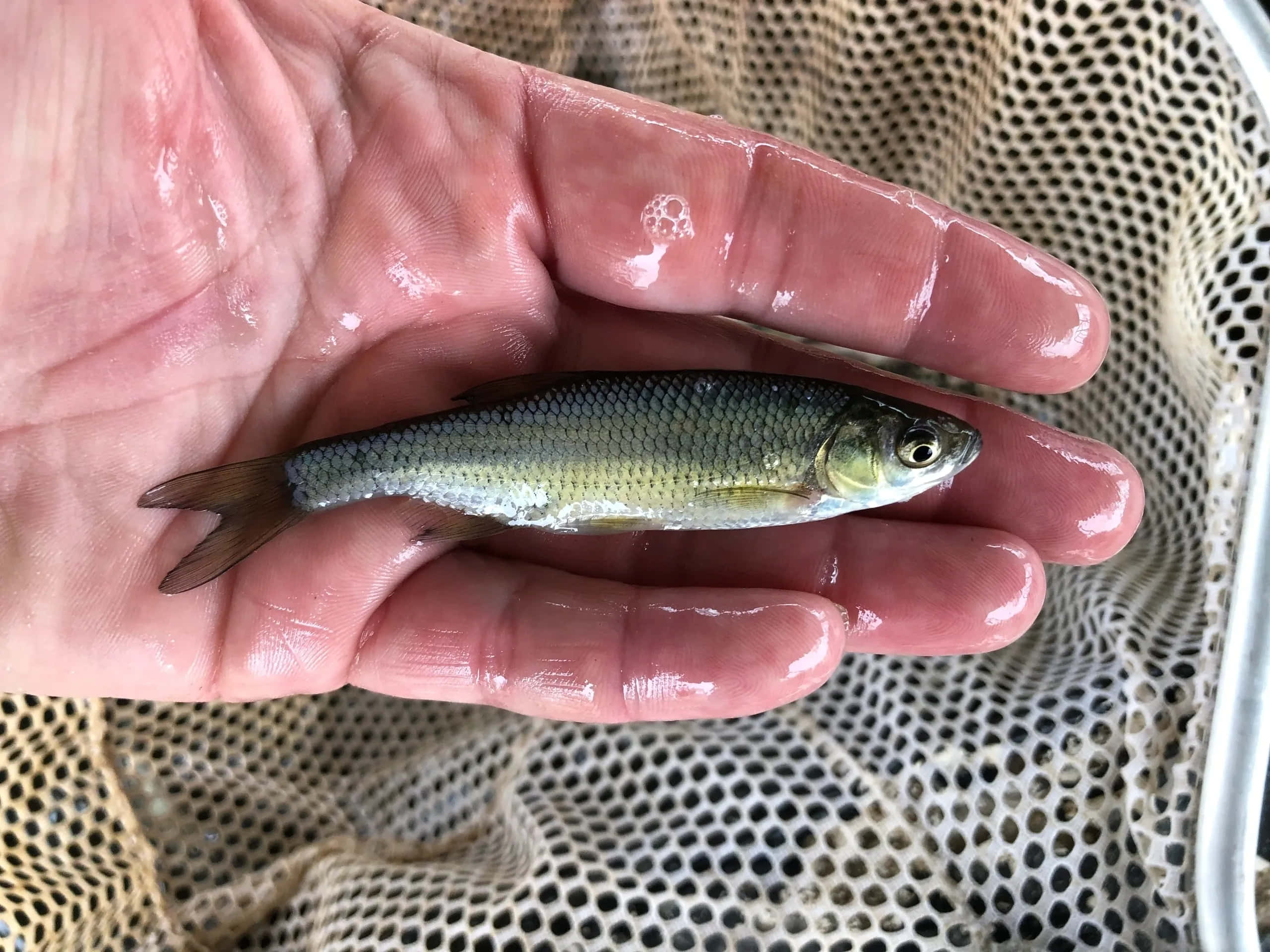 Fathead Minnow, silvery, wet human hand, 2K Desktop Wallpaper