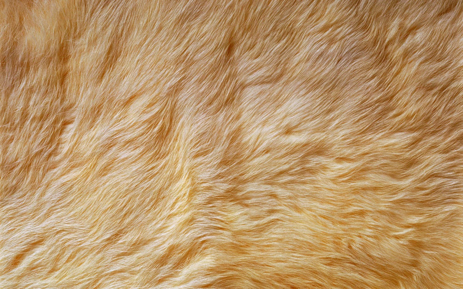 golden faux fur, golden-brown fur, soft, HD Desktop Wallpaper