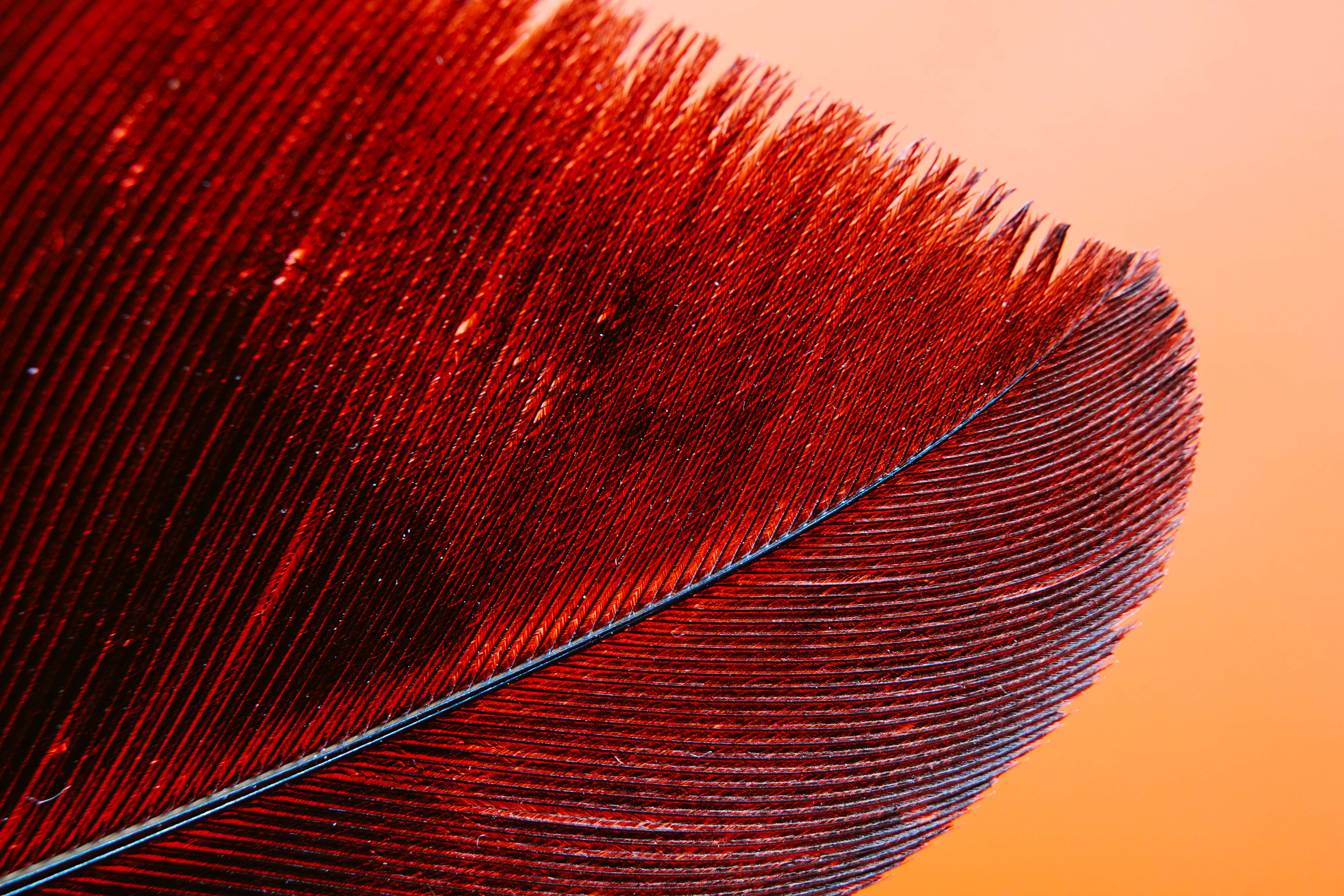 intricate red feather, vibrant red feather, intricate barbs, 5K Desktop Wallpaper