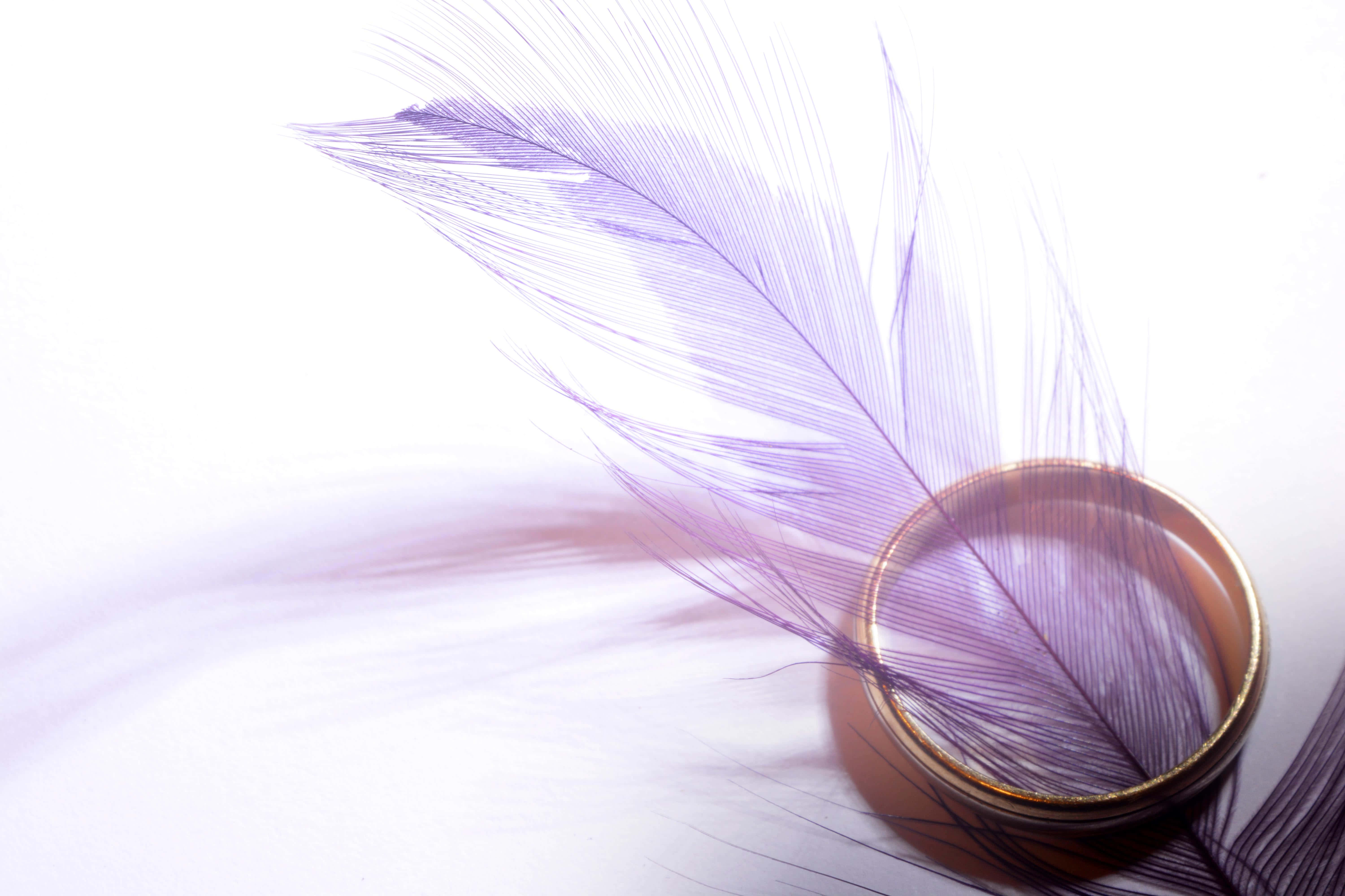 elegant purple featherand ring, purple feather, gold ring, 5K Desktop Wallpaper