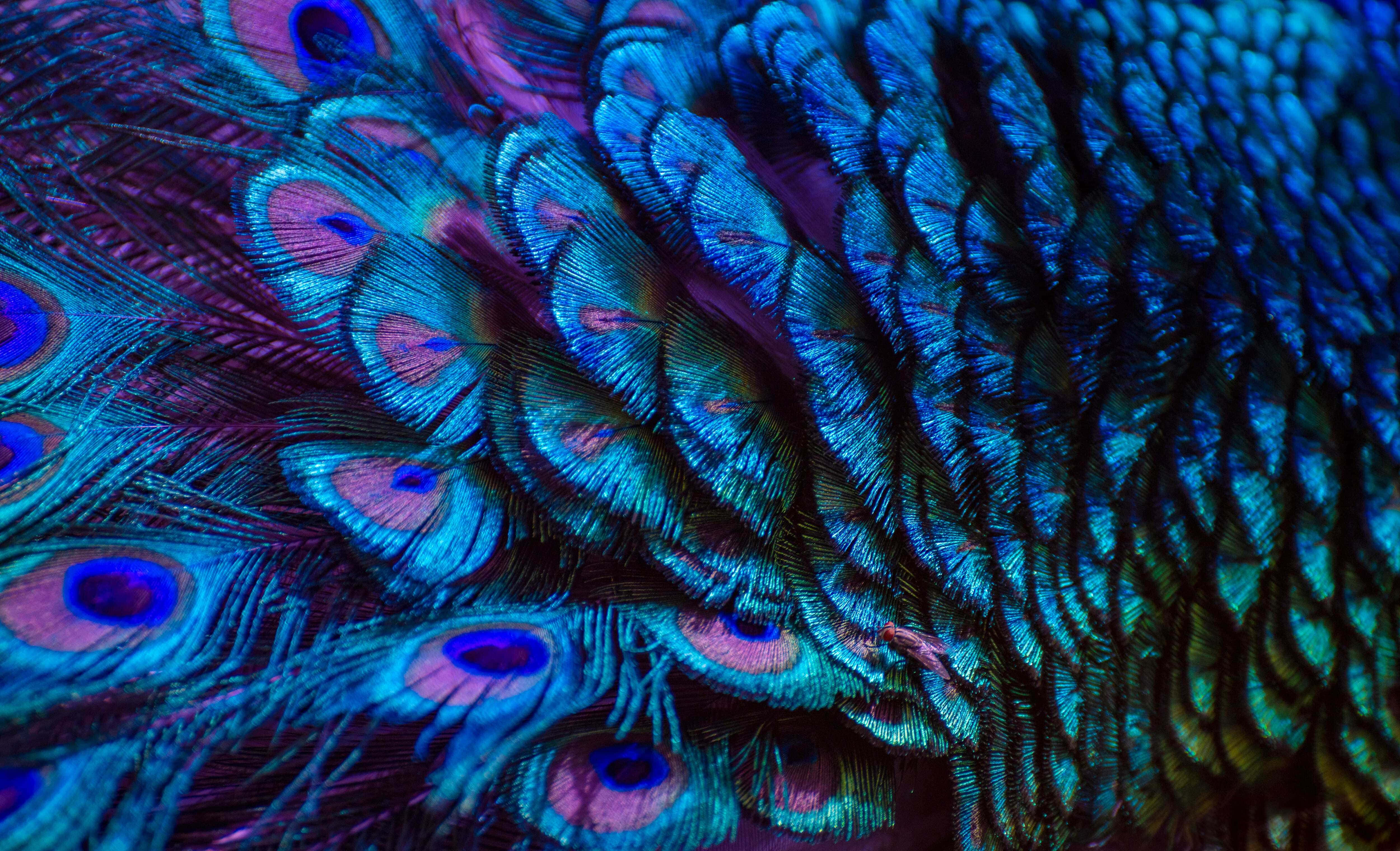 peacock feathers, iridescent, electric blue, 4K Desktop Wallpaper