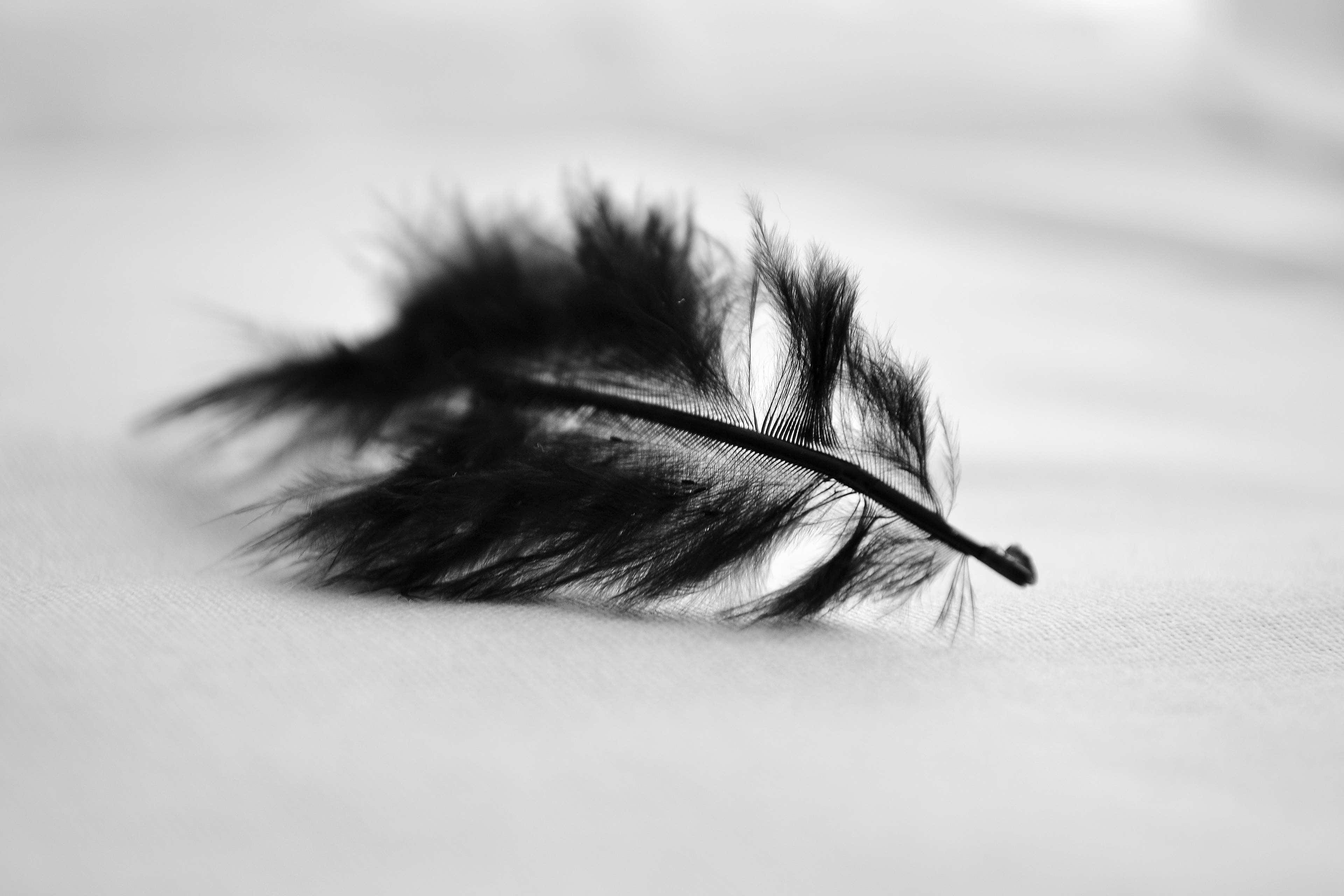 black feather, white fabric, monochrome, 4K Desktop Wallpaper