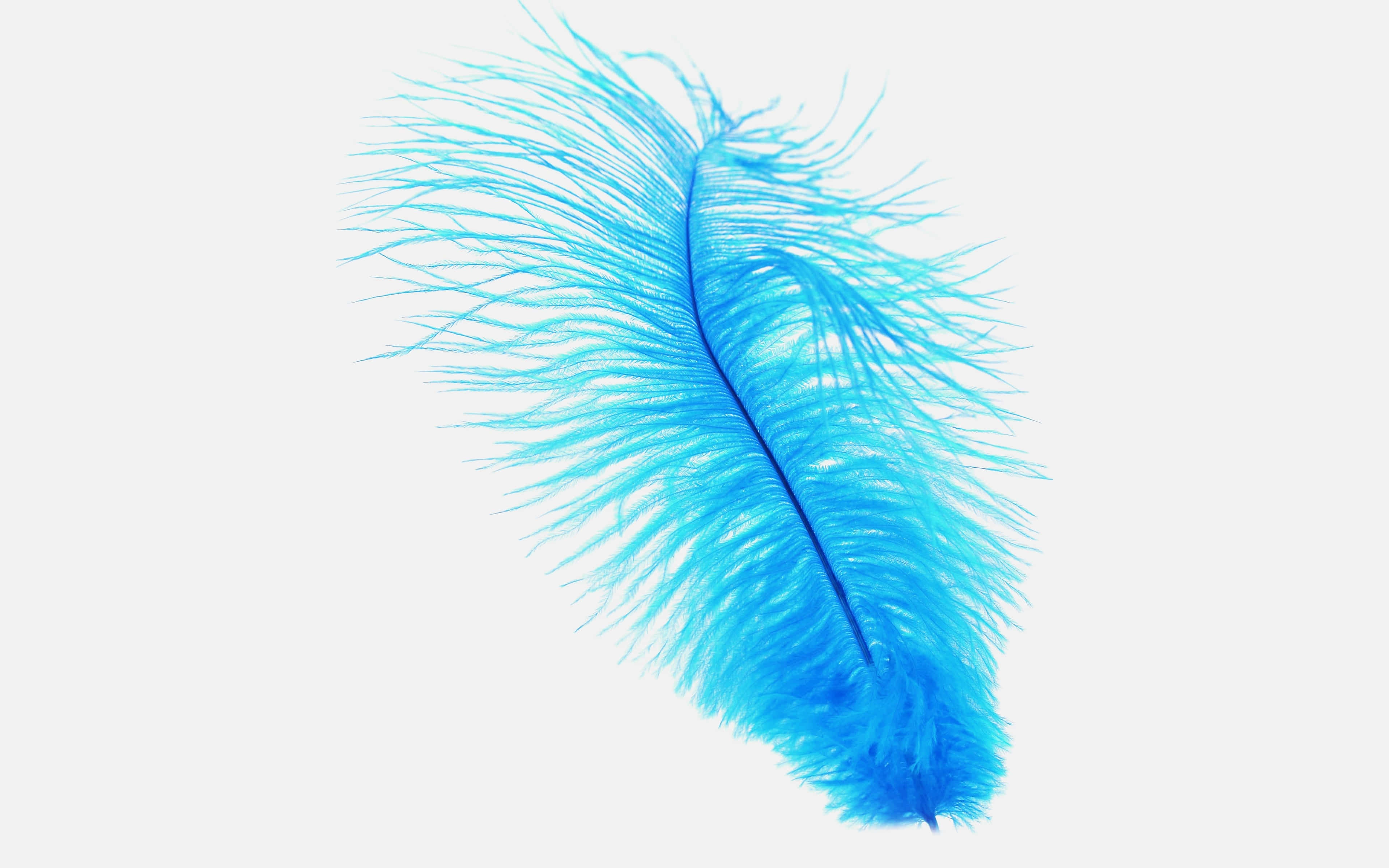 blue feather, vibrant blue, delicate barbs, 4K Desktop Wallpaper