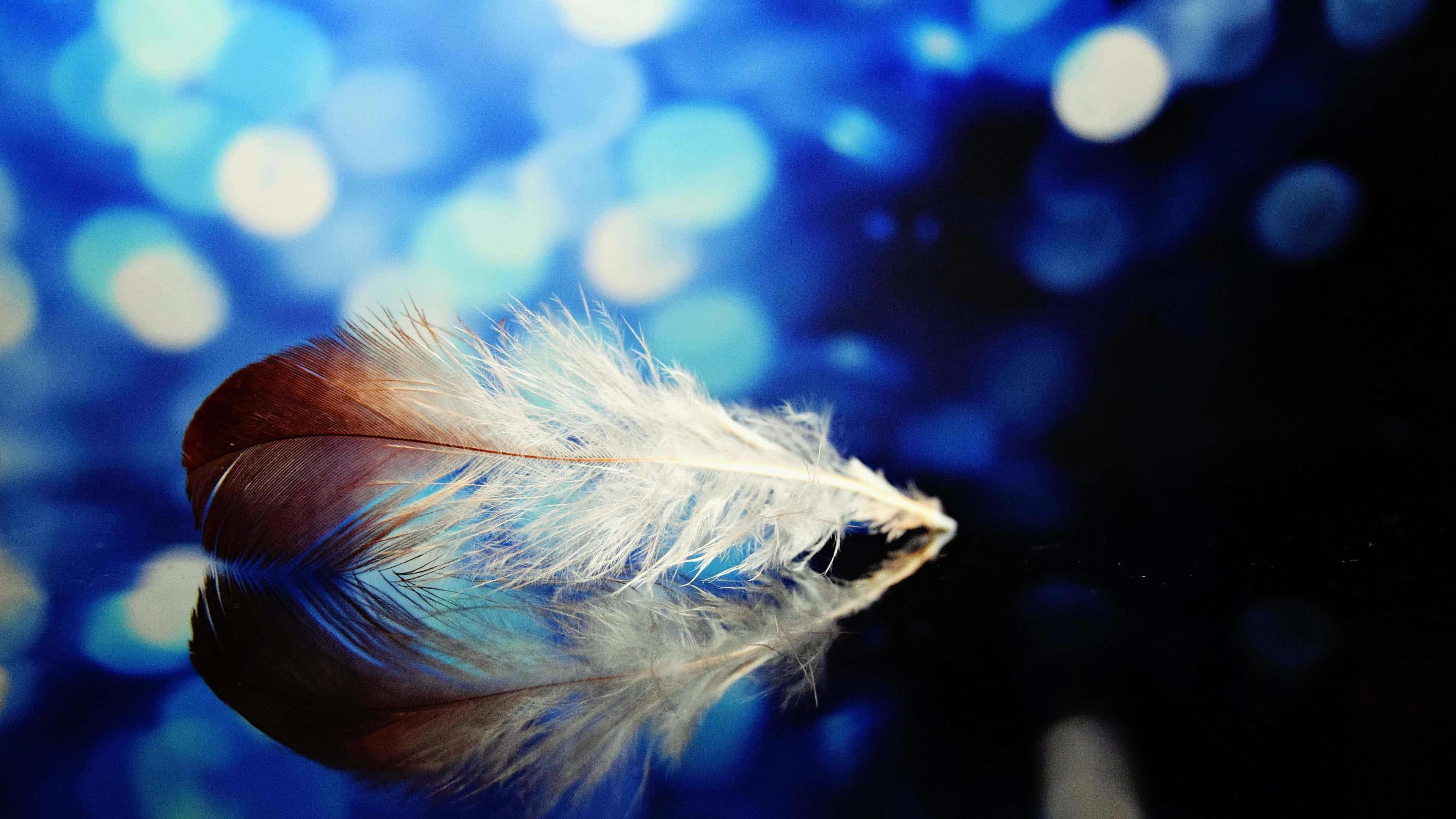 ethereal feather, brown and white feather, reflective surface, 4K Desktop Wallpaper