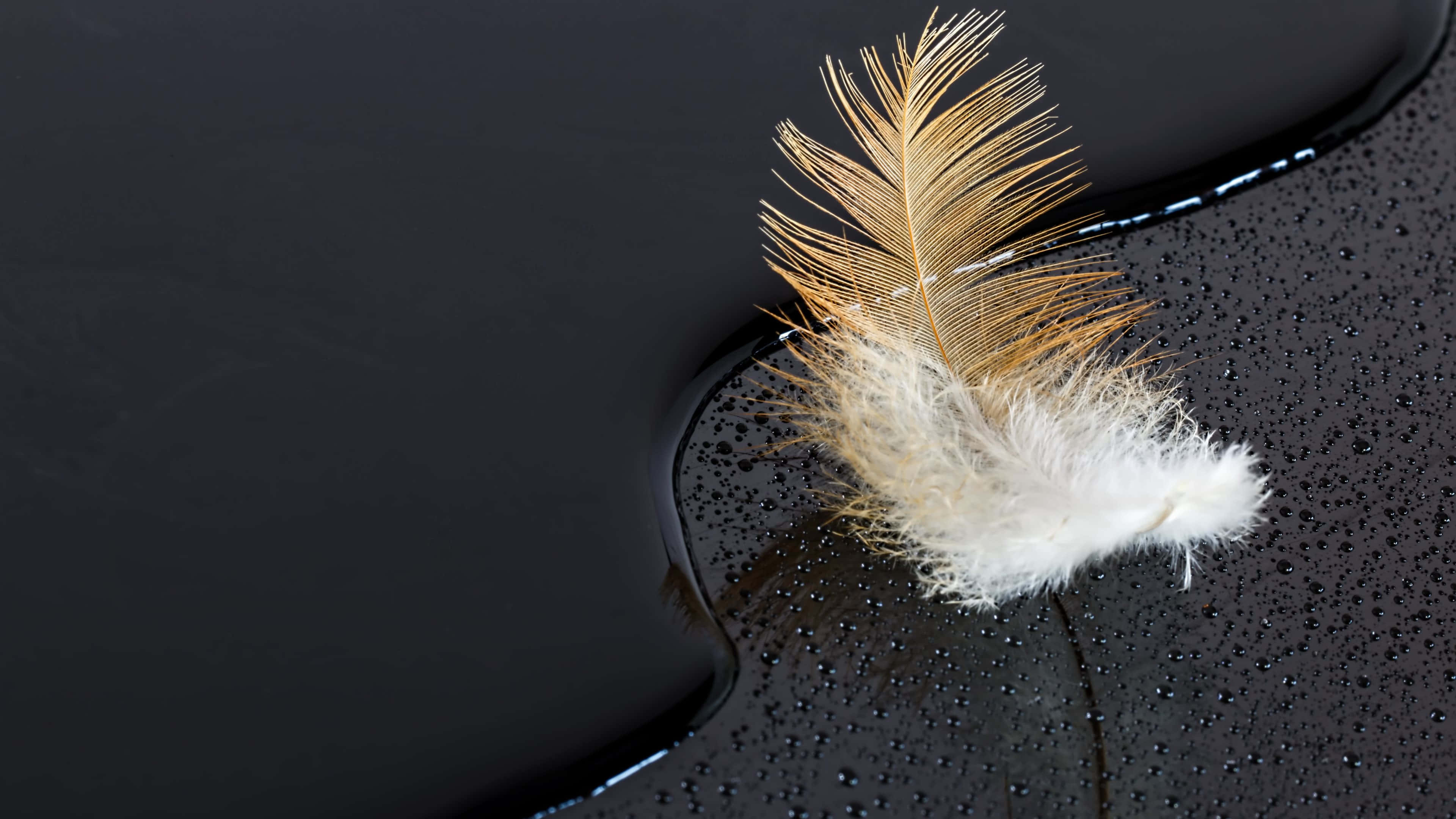 golden featheron, glossy black surface, water droplets, 4K Desktop Wallpaper