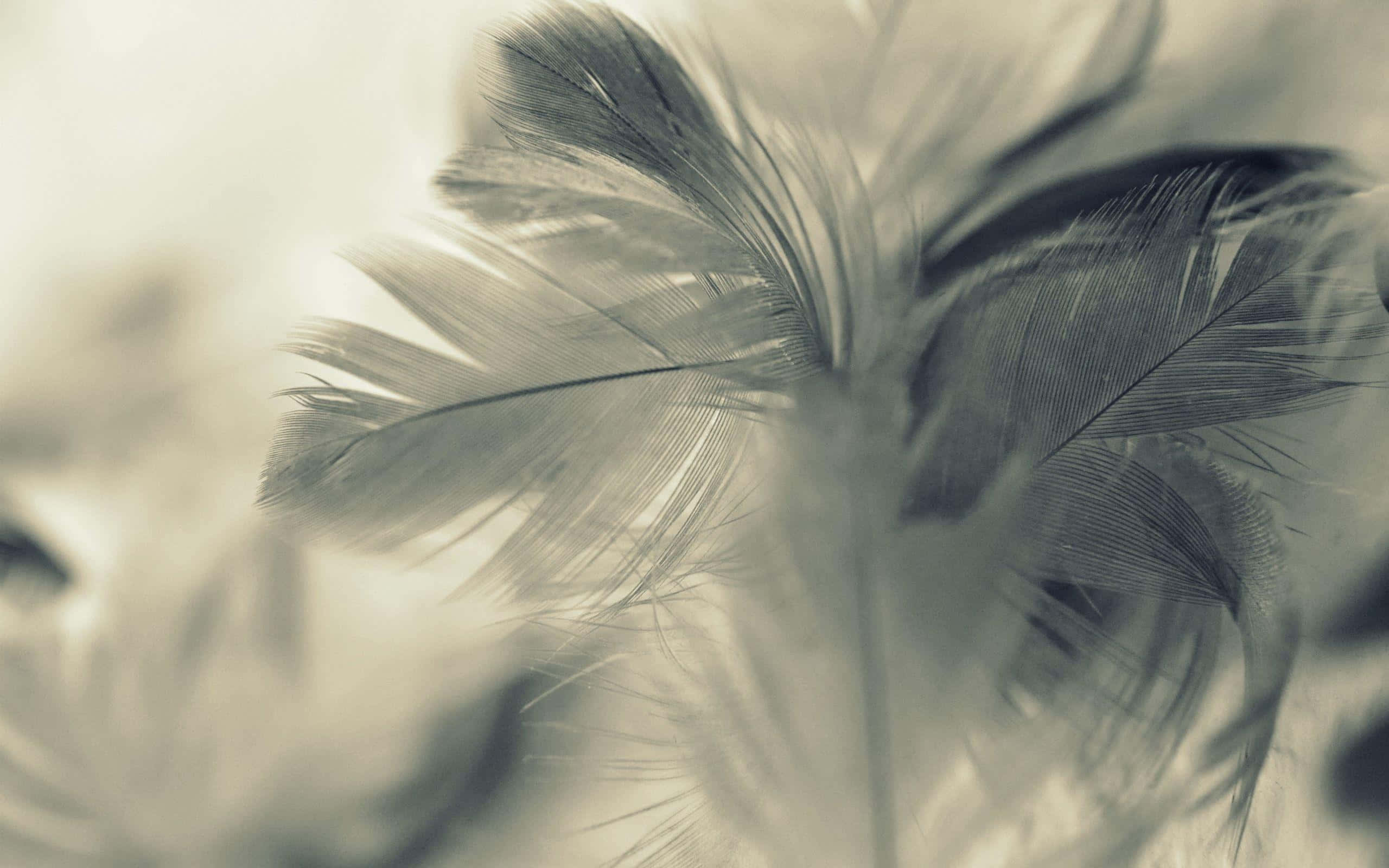 soft feather, sepia tone, feathers, 2K Desktop Wallpaper