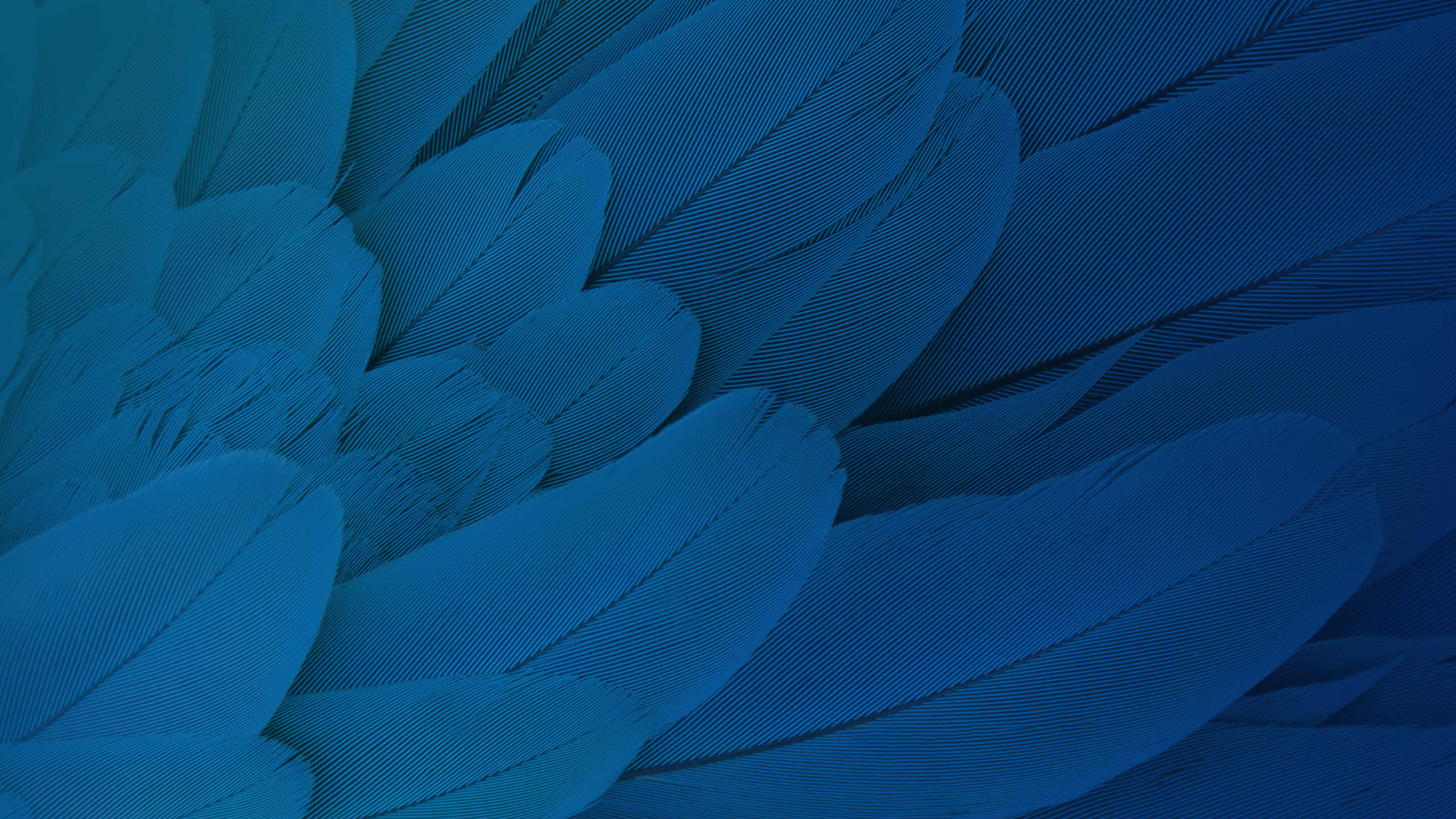 blue feather texture, layered blue feathers, fine textured barbs, 2K Desktop Wallpaper