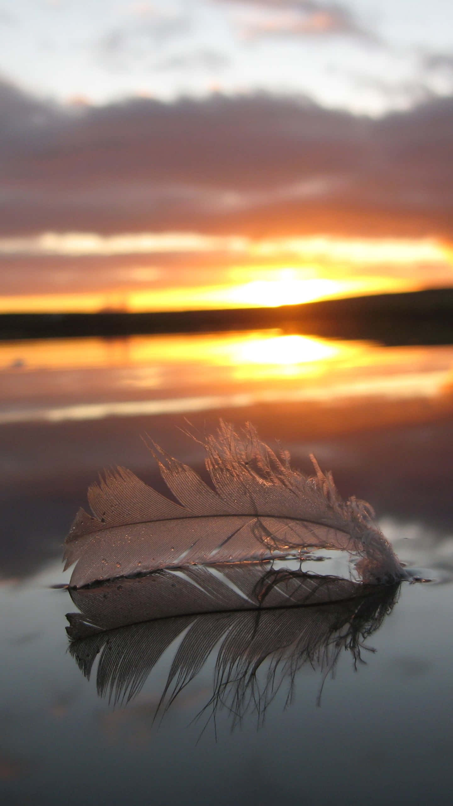 sunset, feather, calm water, 2K Phone Wallpaper