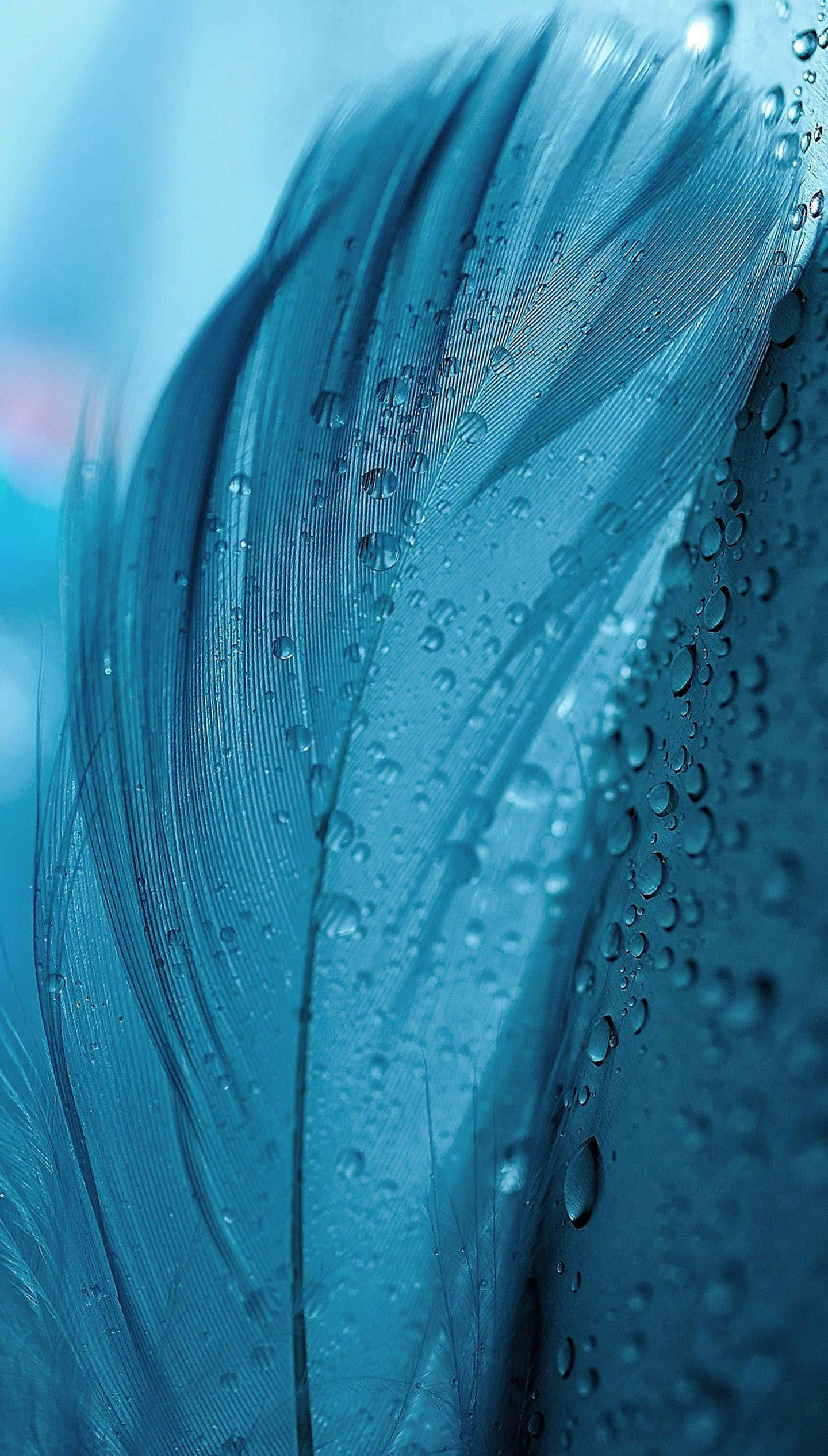blue feather, dew drops, water droplets, Full HD Phone Wallpaper
