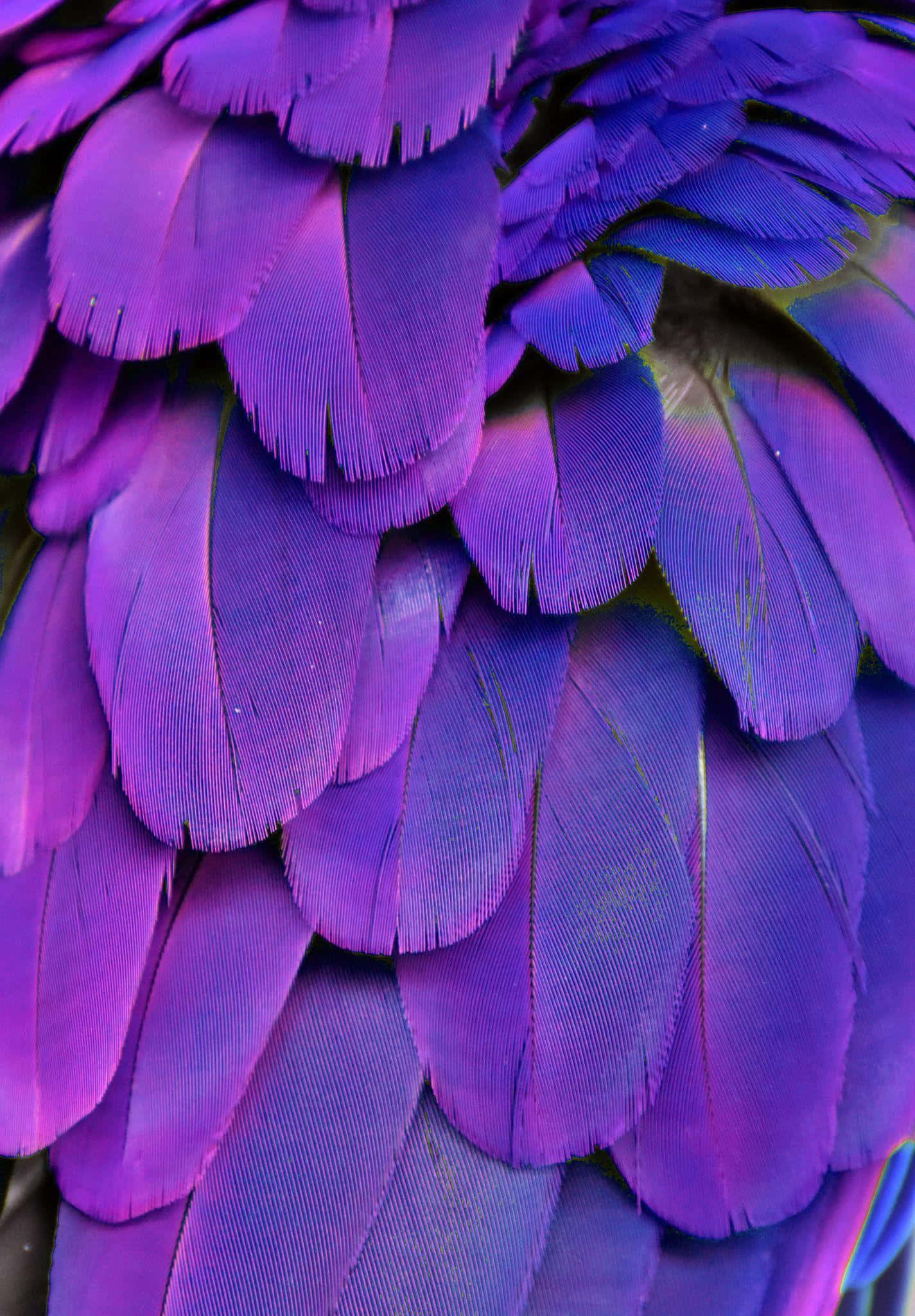 vibrant purple, blue feathers, intricate overlapping layers, Full HD Phone Wallpaper