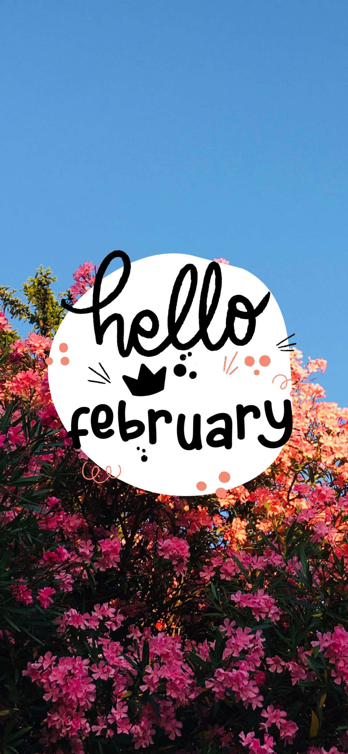 hello february, pink flowering bushes, clear blue sky, Full HD Phone Wallpaper
