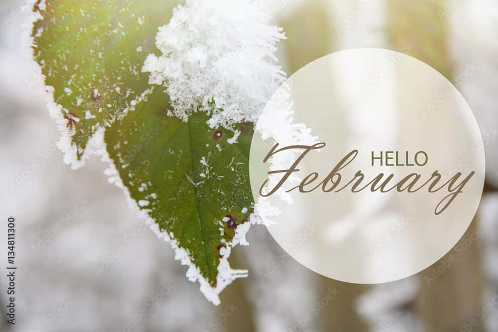 Hello February, frost-covered green leaf, delicate ice crystals, SD Desktop Wallpaper