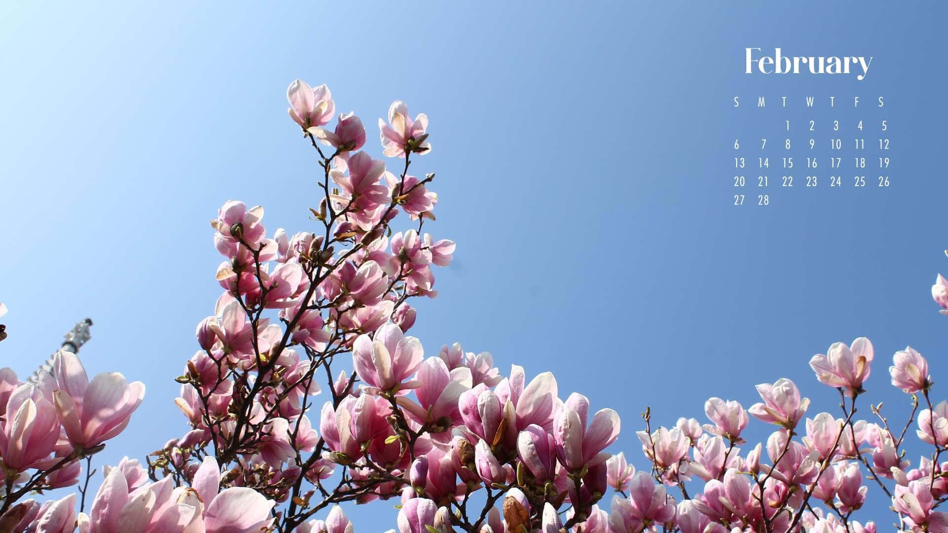 February, magnolia blossoms, clear blue sky, Full HD Desktop Wallpaper