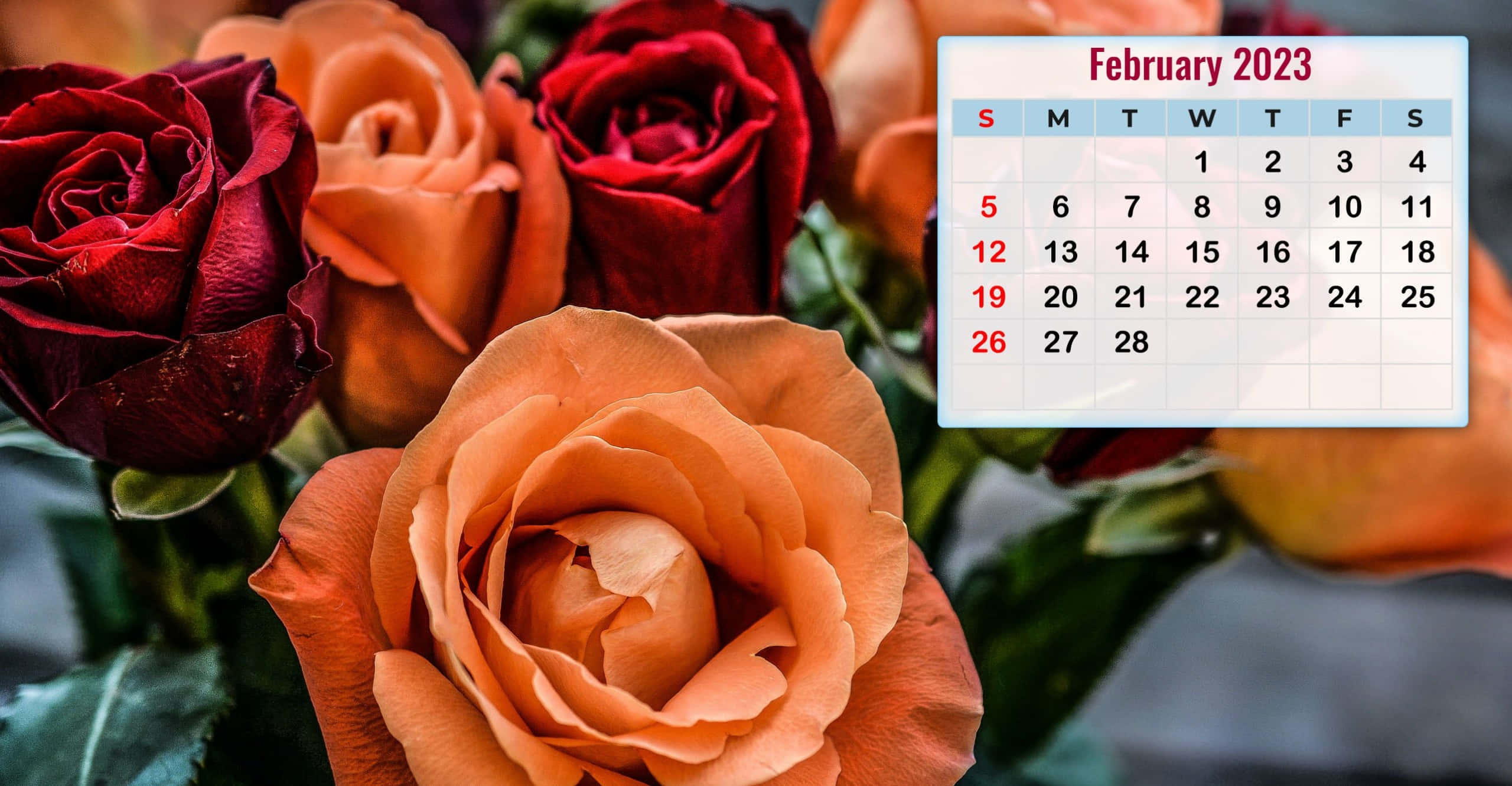 February 2023 calendar, deep red roses, peach roses, 2K Desktop Wallpaper