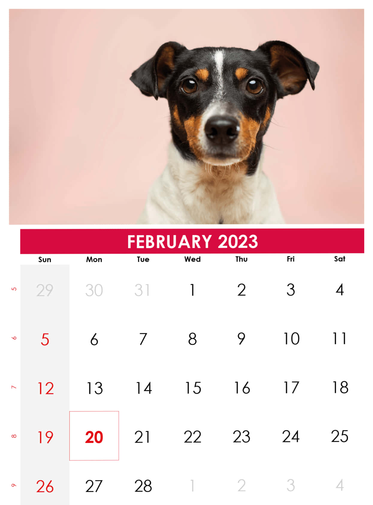 February 2023 calendar, black white and tan dog, big brown eyes, HD Phone Wallpaper