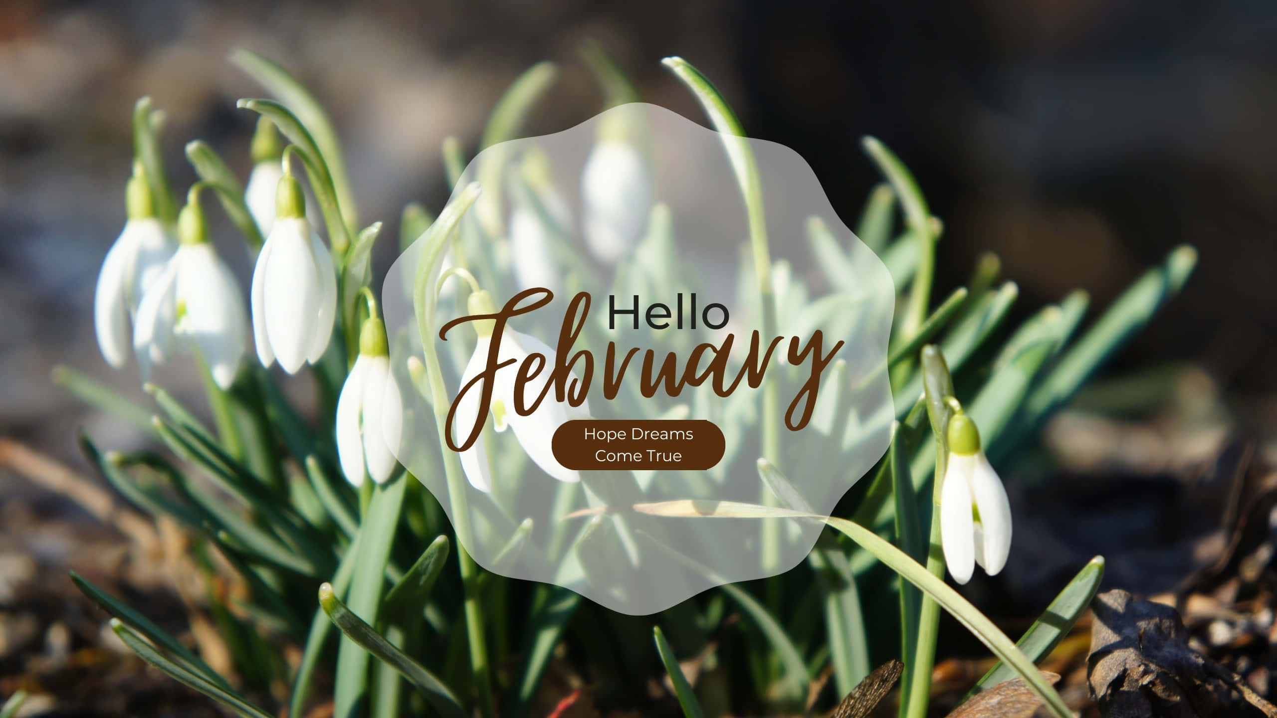 Hello February, snowdrop flowers, green stems, 2K Desktop Wallpaper