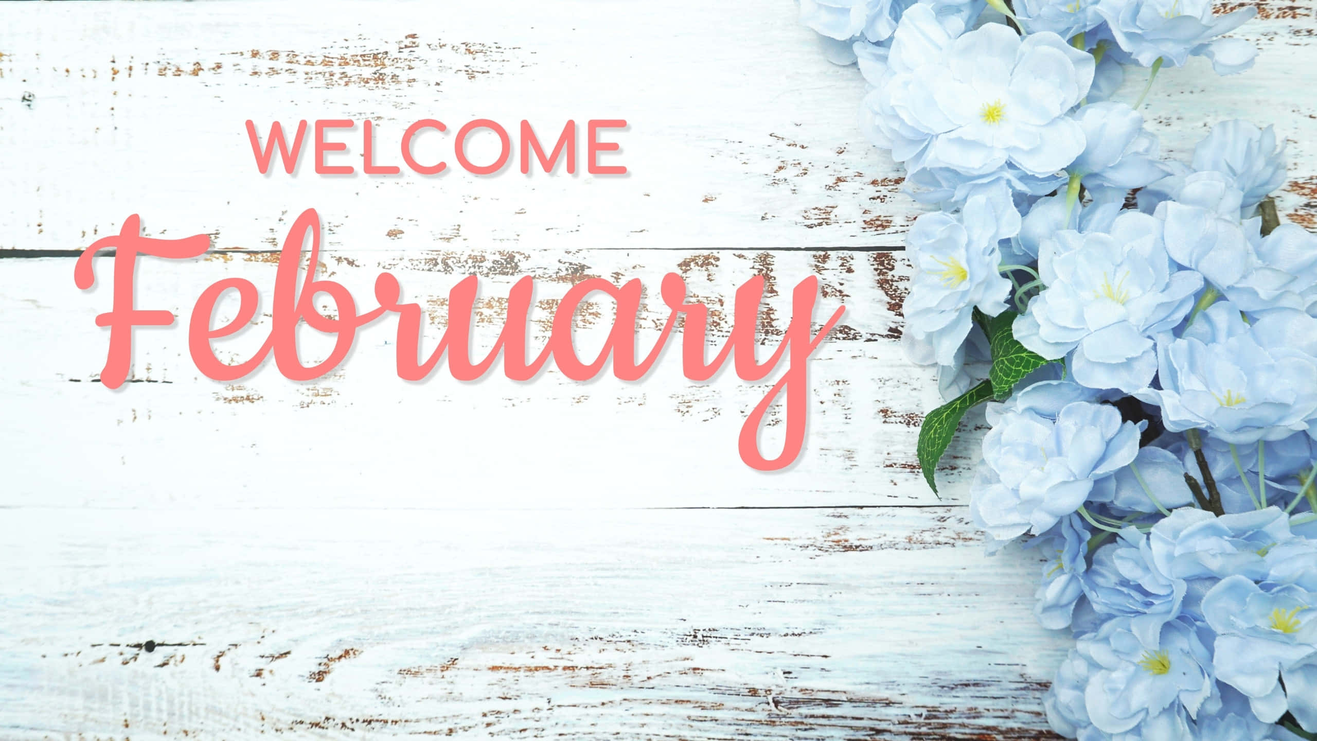 February, pink cursive text, delicate blue hydrangeas, 2K Desktop Wallpaper