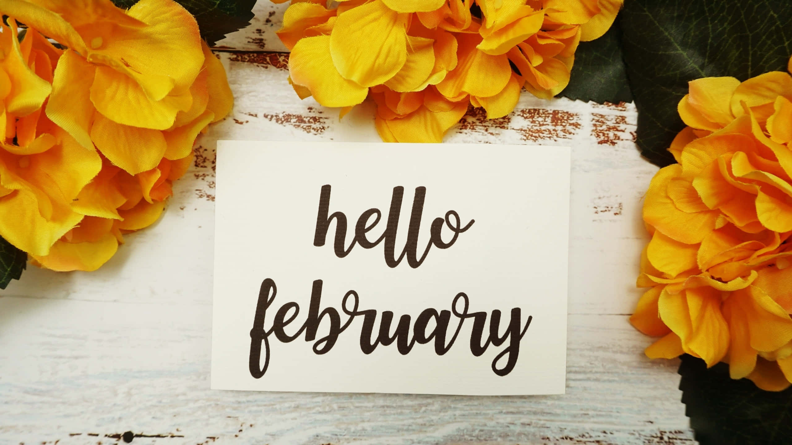 Hello February, yellow hydrangeas, rustic white wooden surface, 2K Desktop Wallpaper