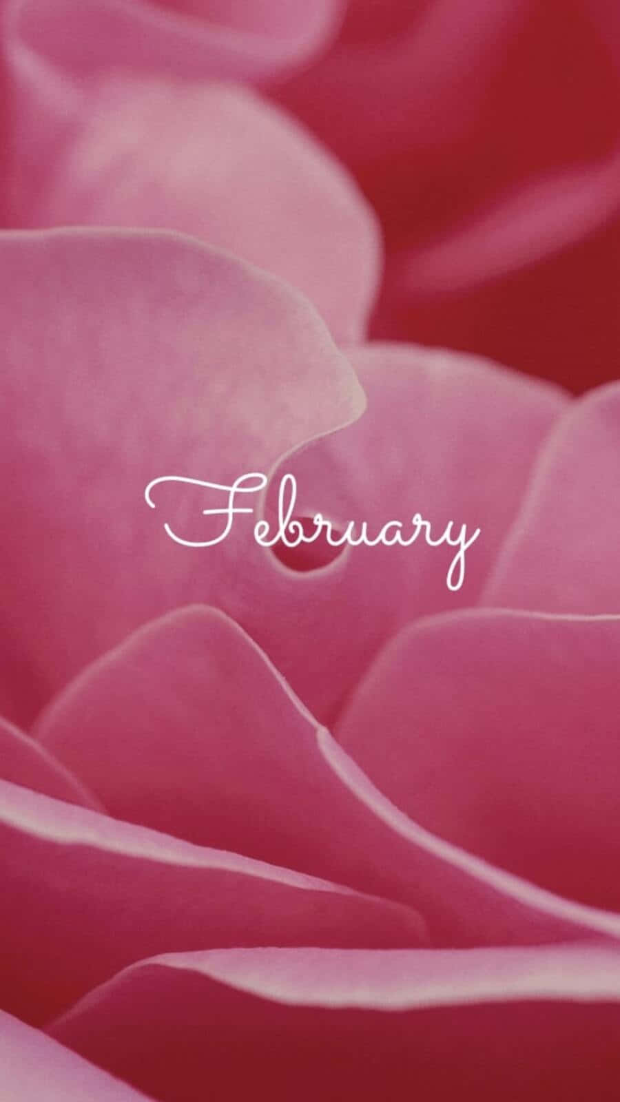 February, iPhone, soft pink rose petals, HD Phone Wallpaper