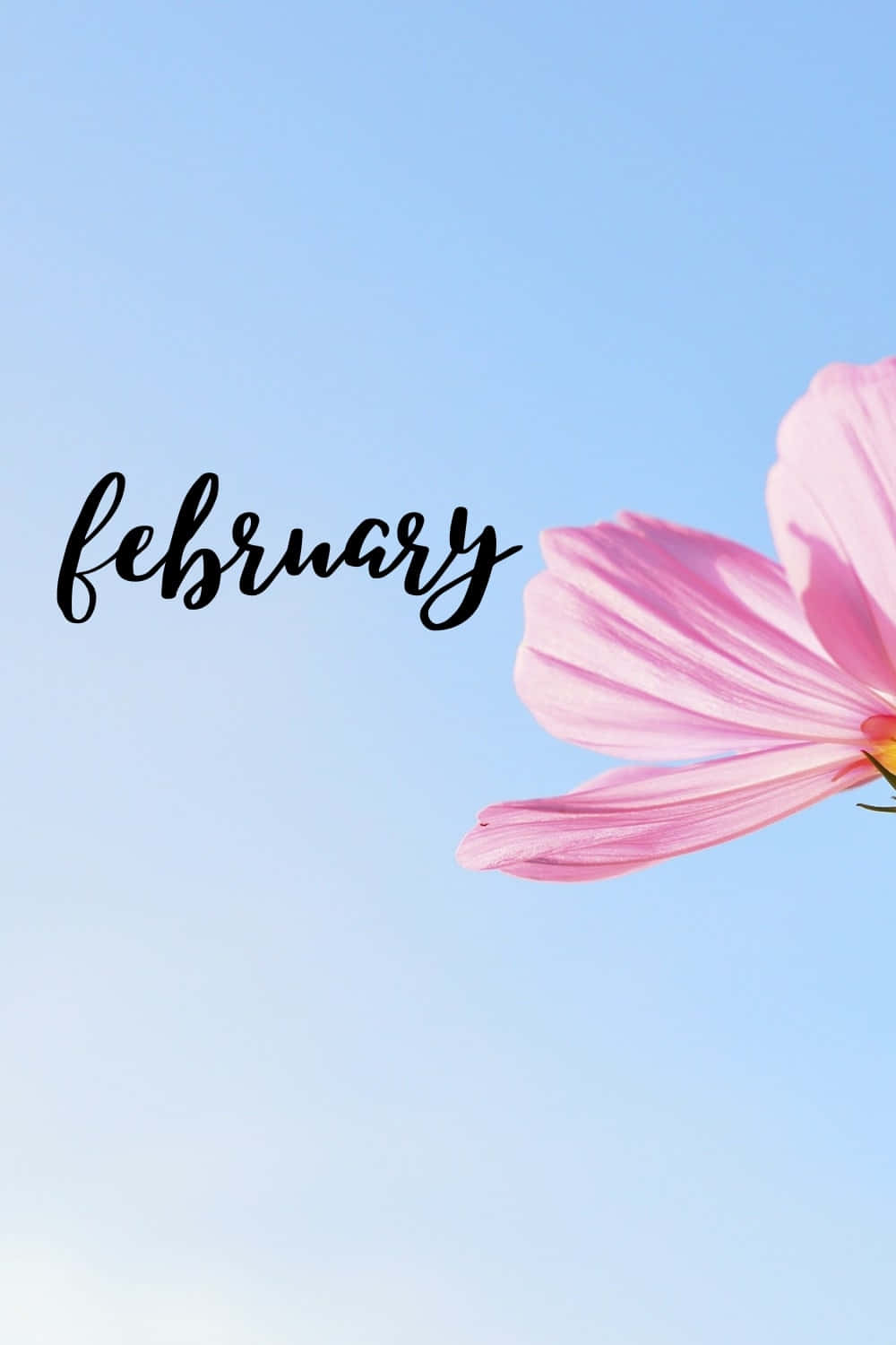 February, pink cosmos flower, clear blue sky, HD Phone Wallpaper