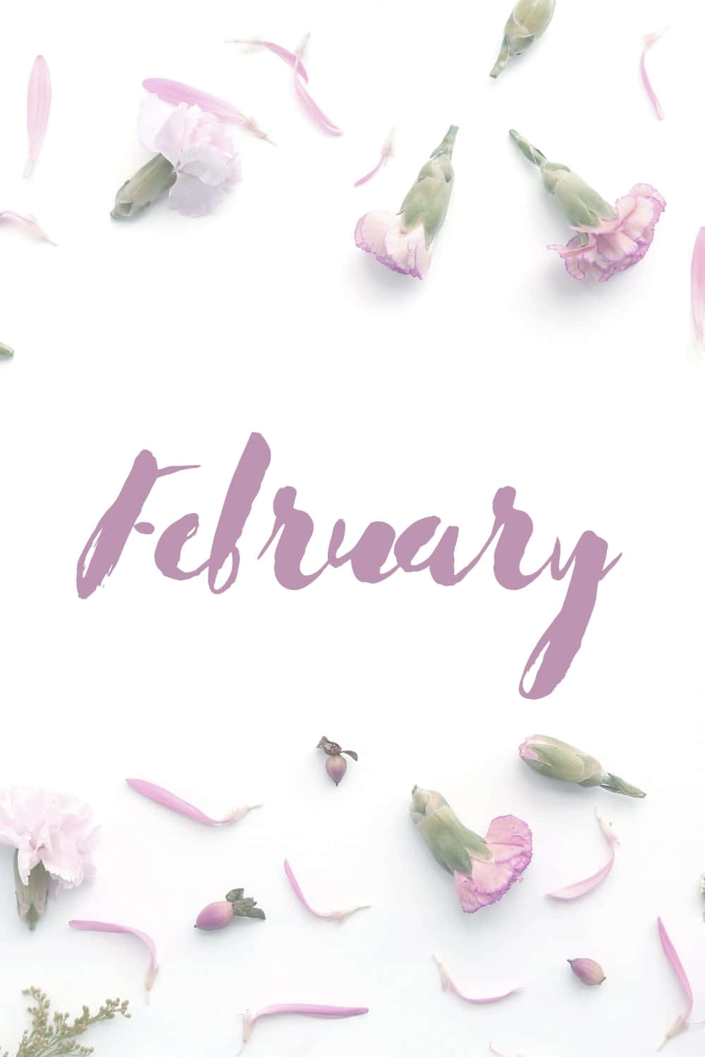 February, pink carnations, petals, HD Phone Wallpaper