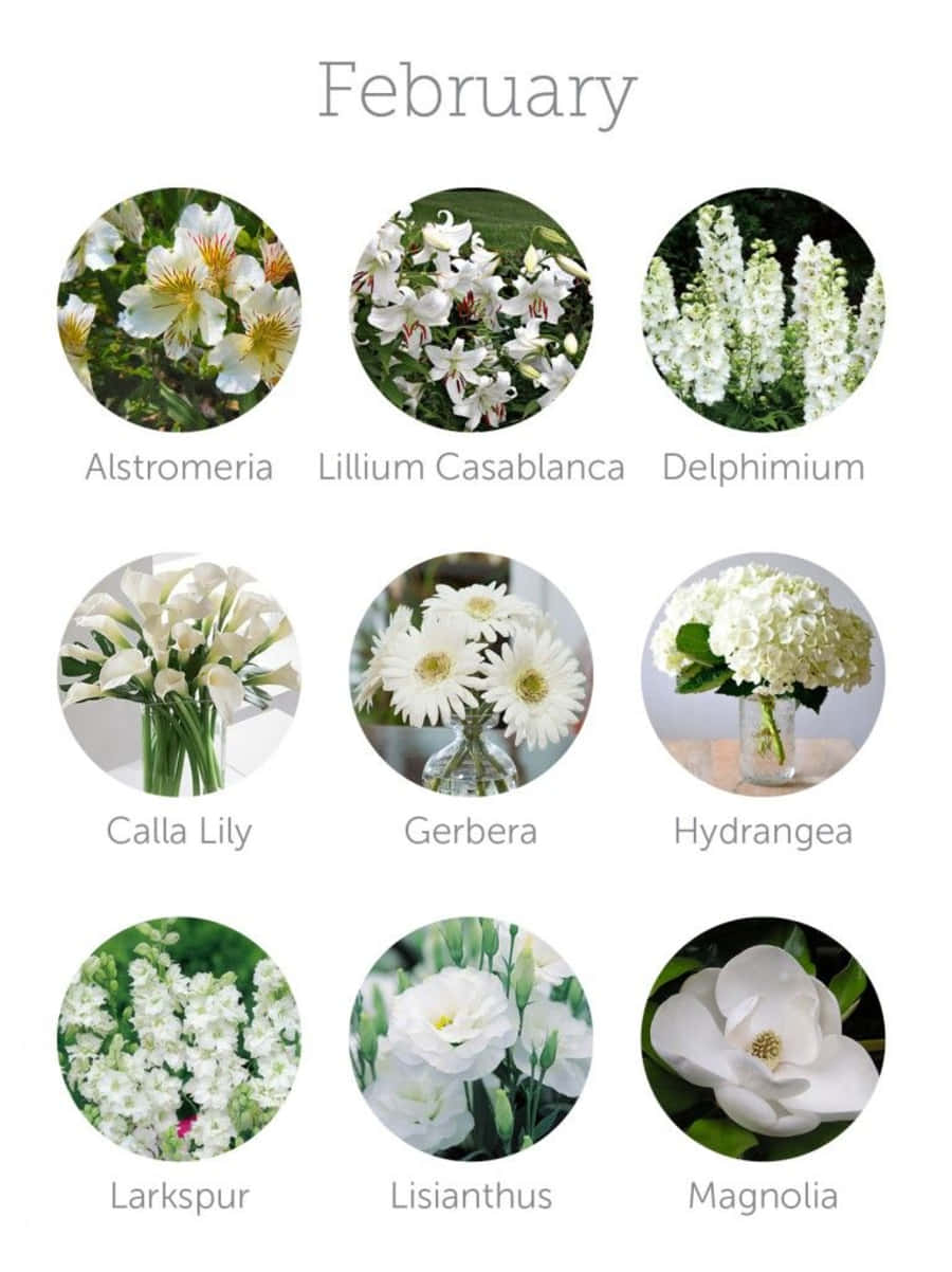 February, iPhone, white flowering plants, SD Phone Wallpaper