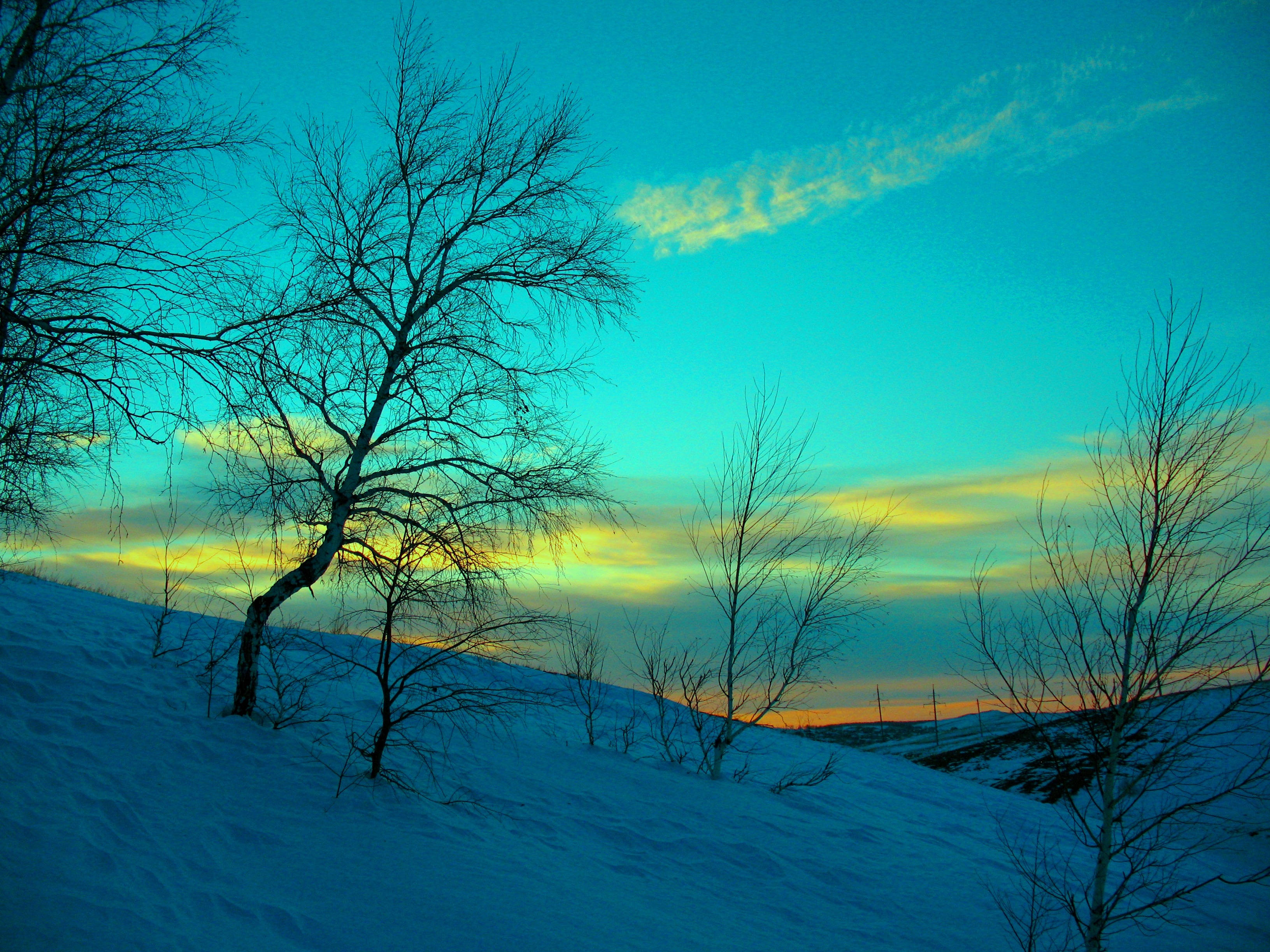 February, winter landscape, birch trees, 2K Desktop Wallpaper