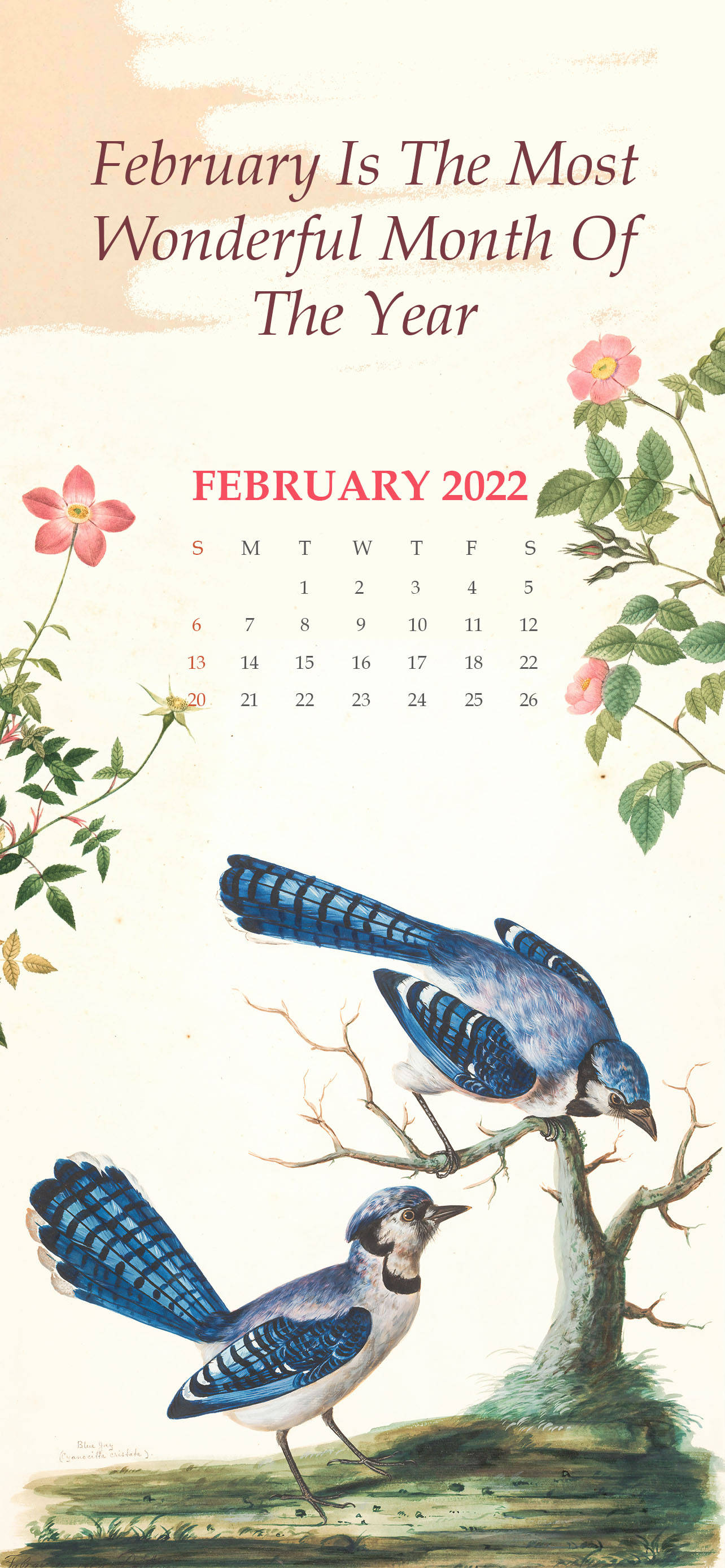 February 2022 Calendar, blue jays, bare branch, 2K Phone Wallpaper