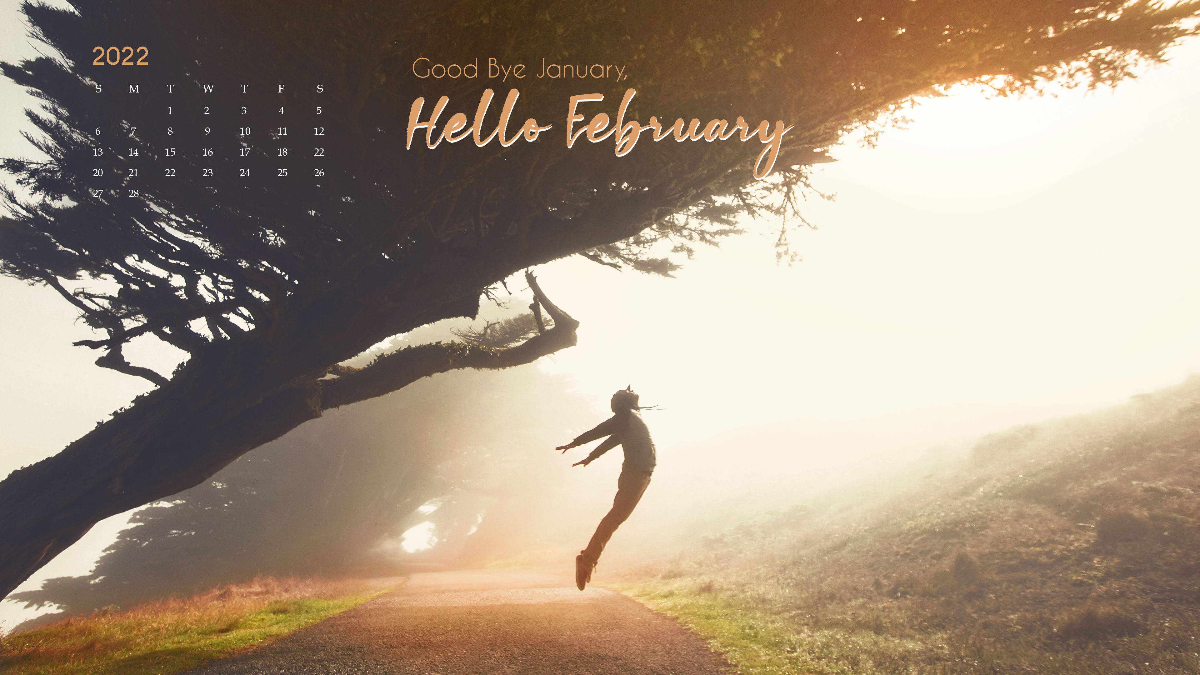 February 2022, giant tree, golden sunlight, 4K Desktop Wallpaper