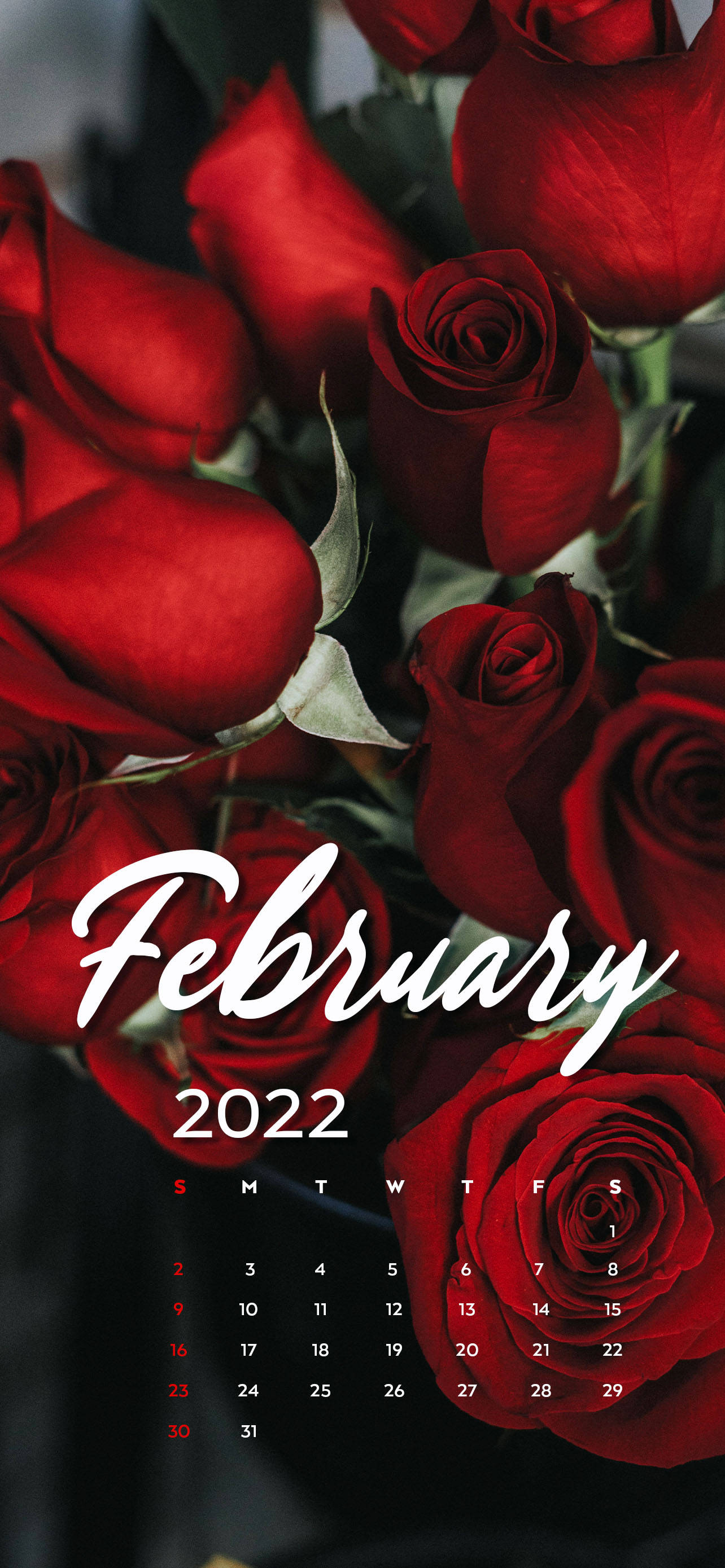 February 2022, red roses, white script, 2K Phone Wallpaper