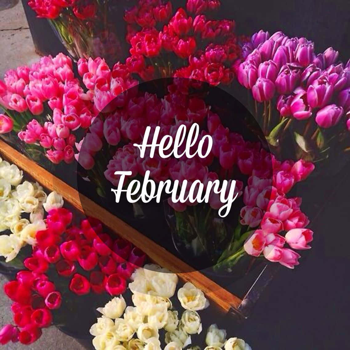Hello February, tulips, pink red, SD Desktop Wallpaper