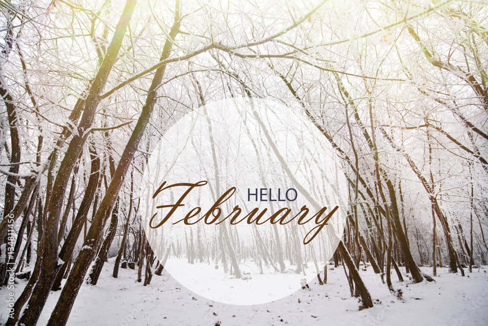 Hello February, winter forest, sunlight, SD Desktop Wallpaper