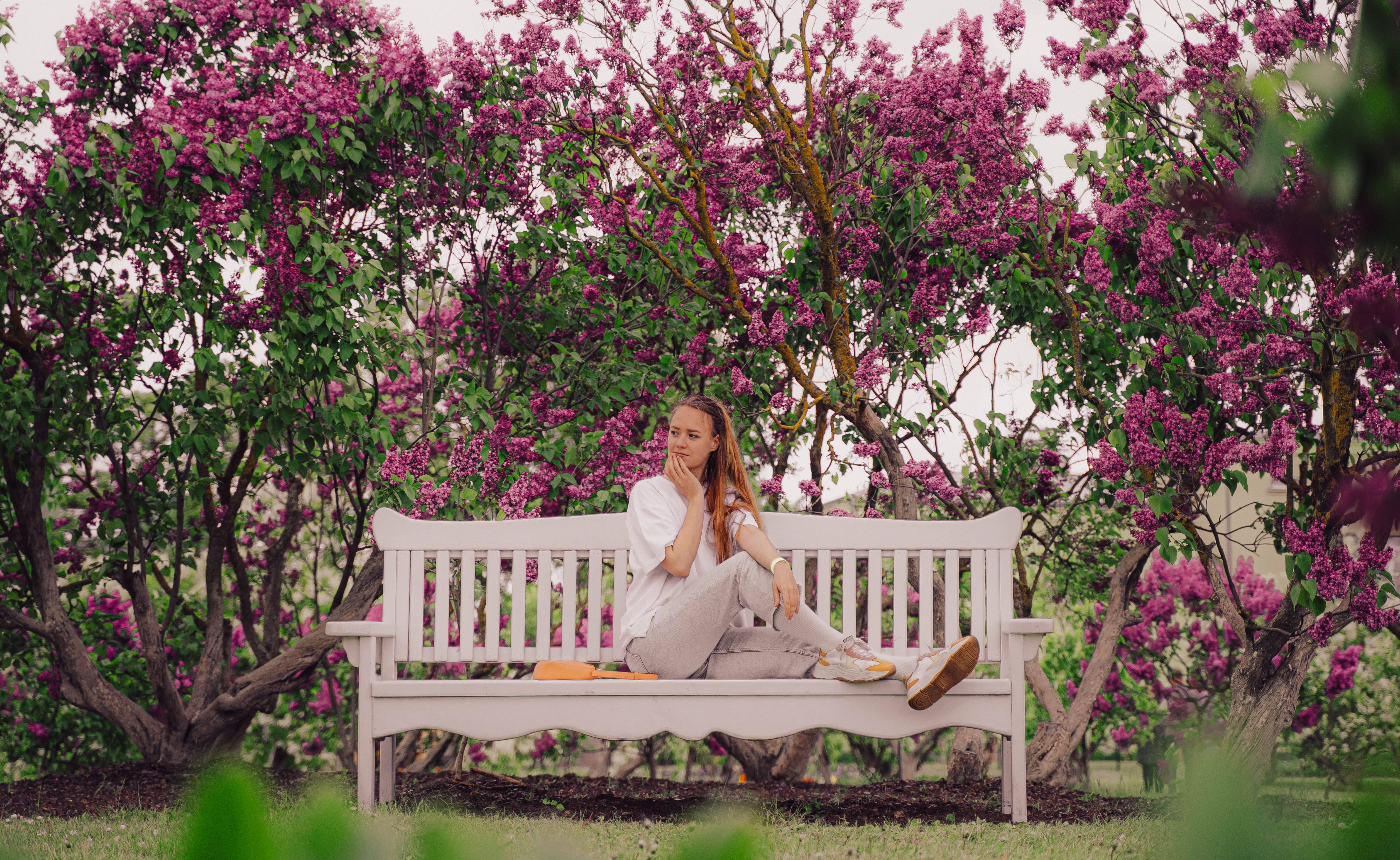 spring garden, white bench, lush purple flowering trees, 4K Desktop Wallpaper