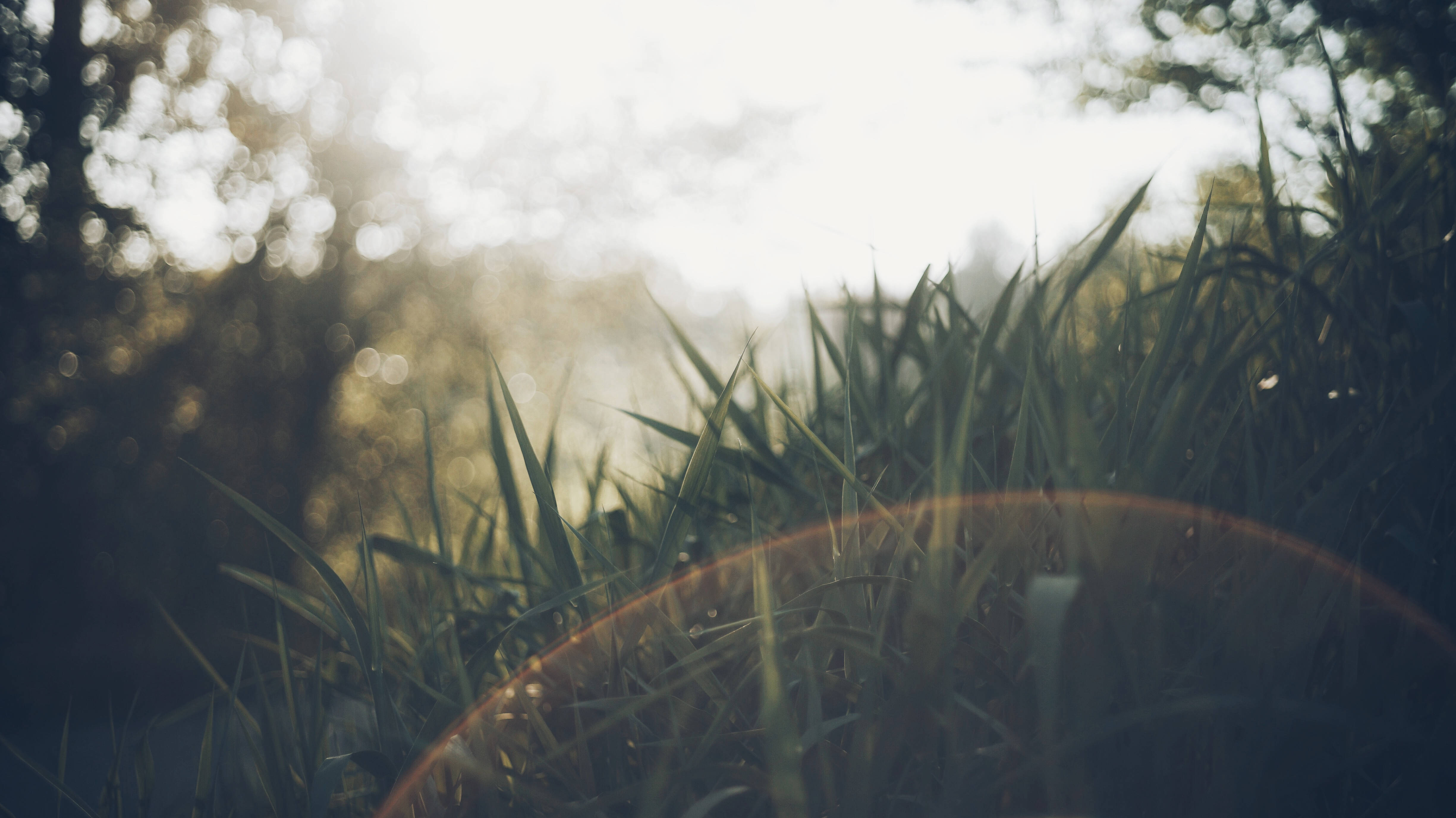 Sunlight, trees, golden bokeh, 4K Desktop Wallpaper