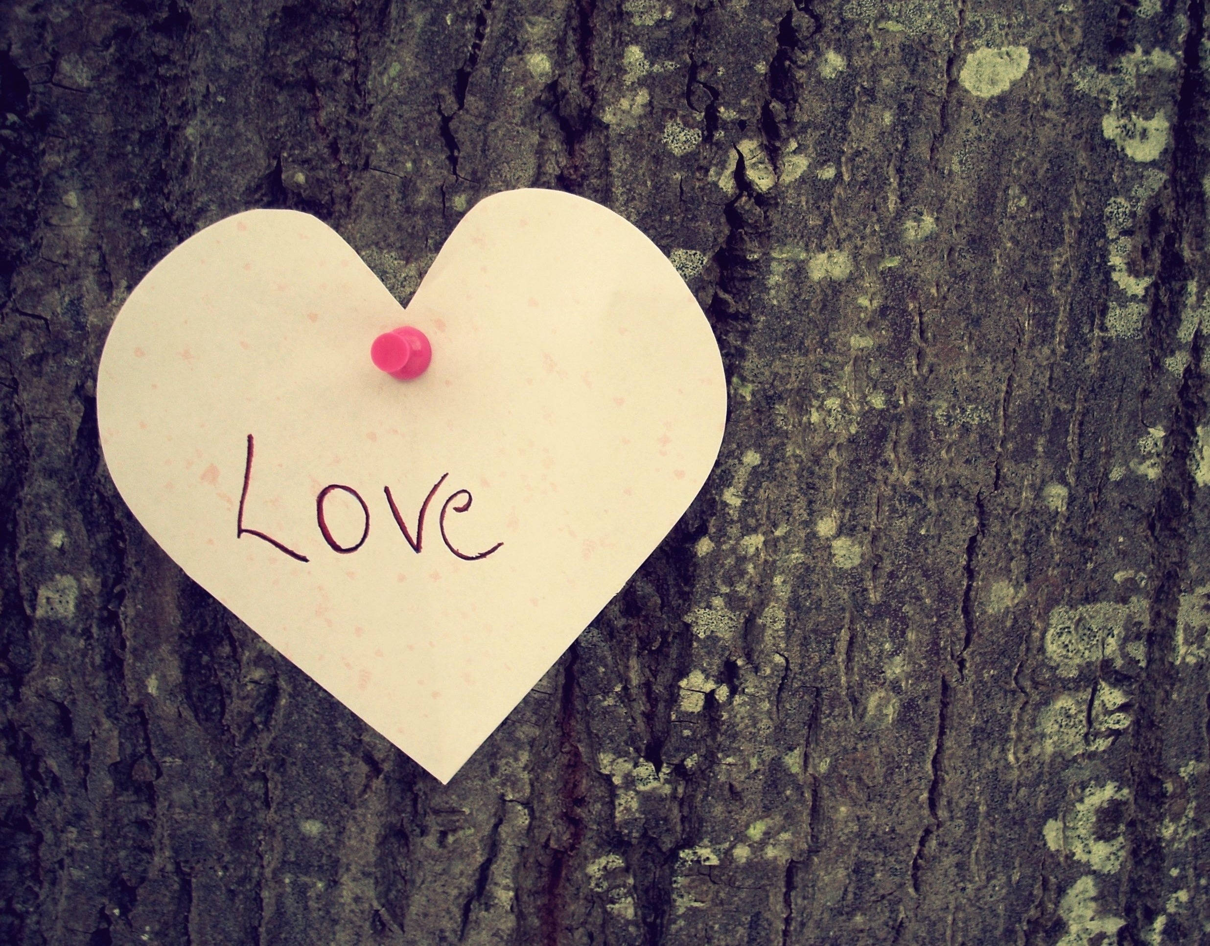 heart-shaped note, rough tree bark, Love, Full HD Desktop Wallpaper