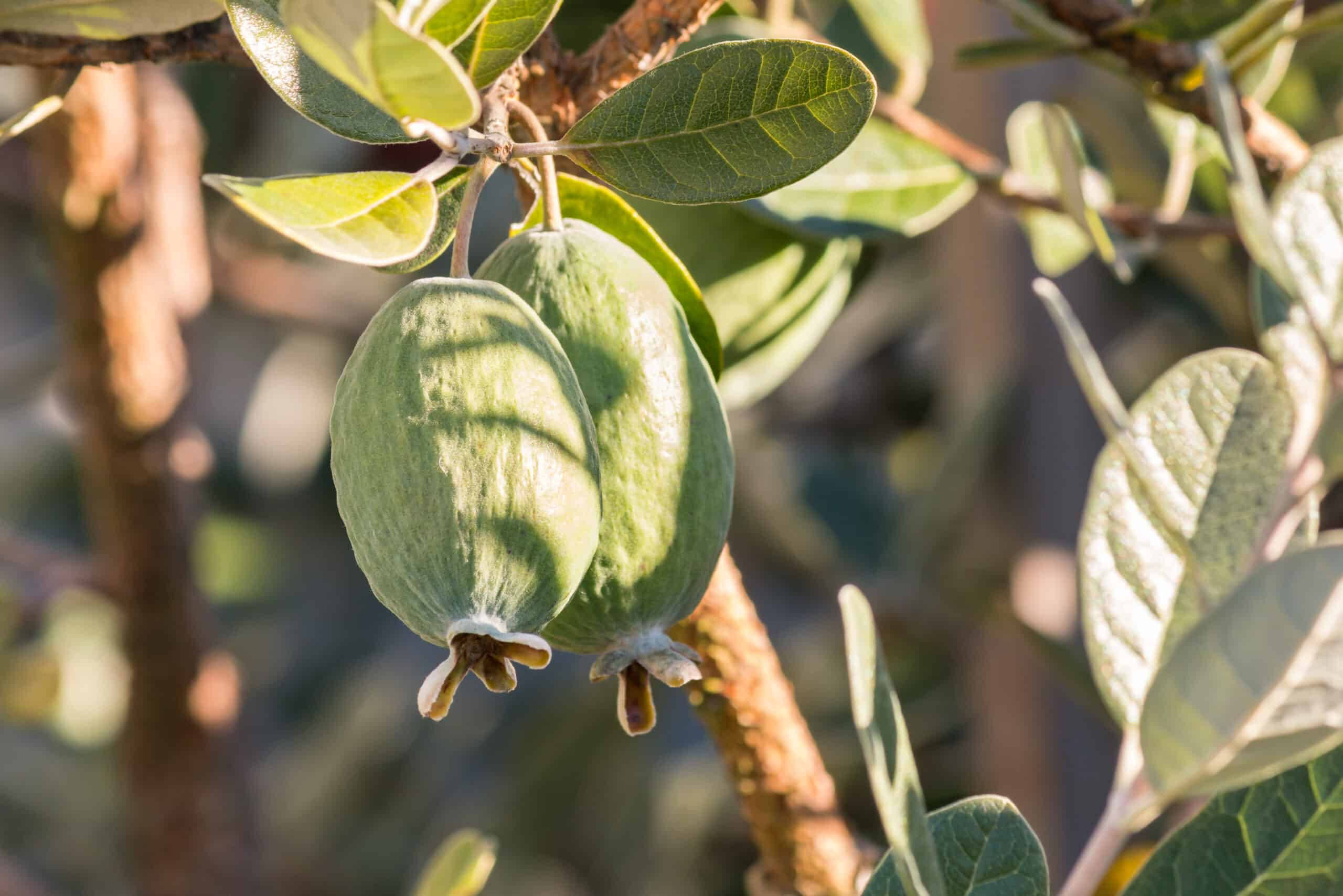 feijoa, tree, glossy leaves, 2K Desktop Wallpaper