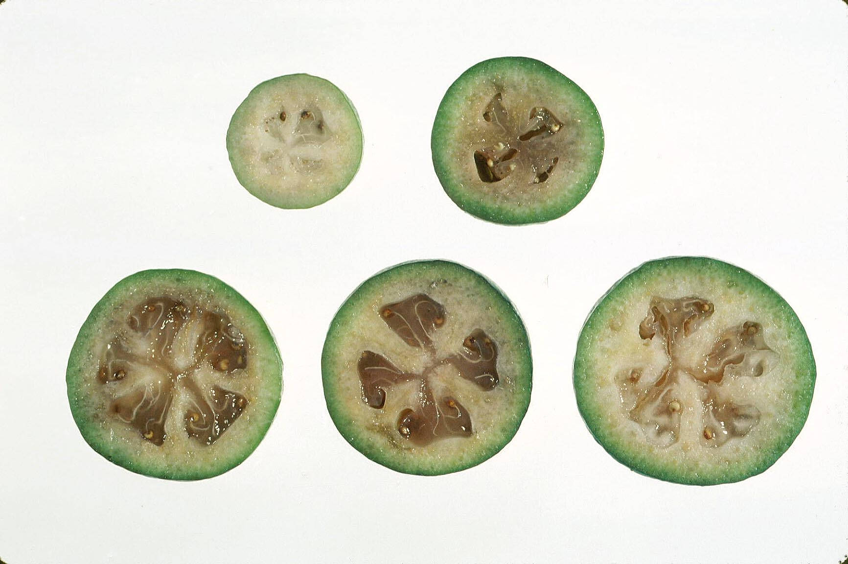 Feijoa, cross-section, green kiwi fruit, HD Desktop Wallpaper