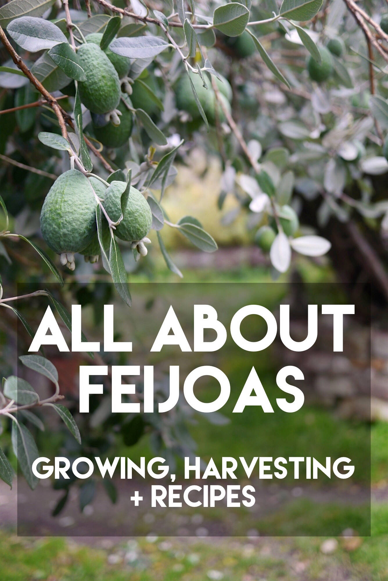 feijoa, ripe green feijoa fruits, leafy branch, Full HD Phone Wallpaper