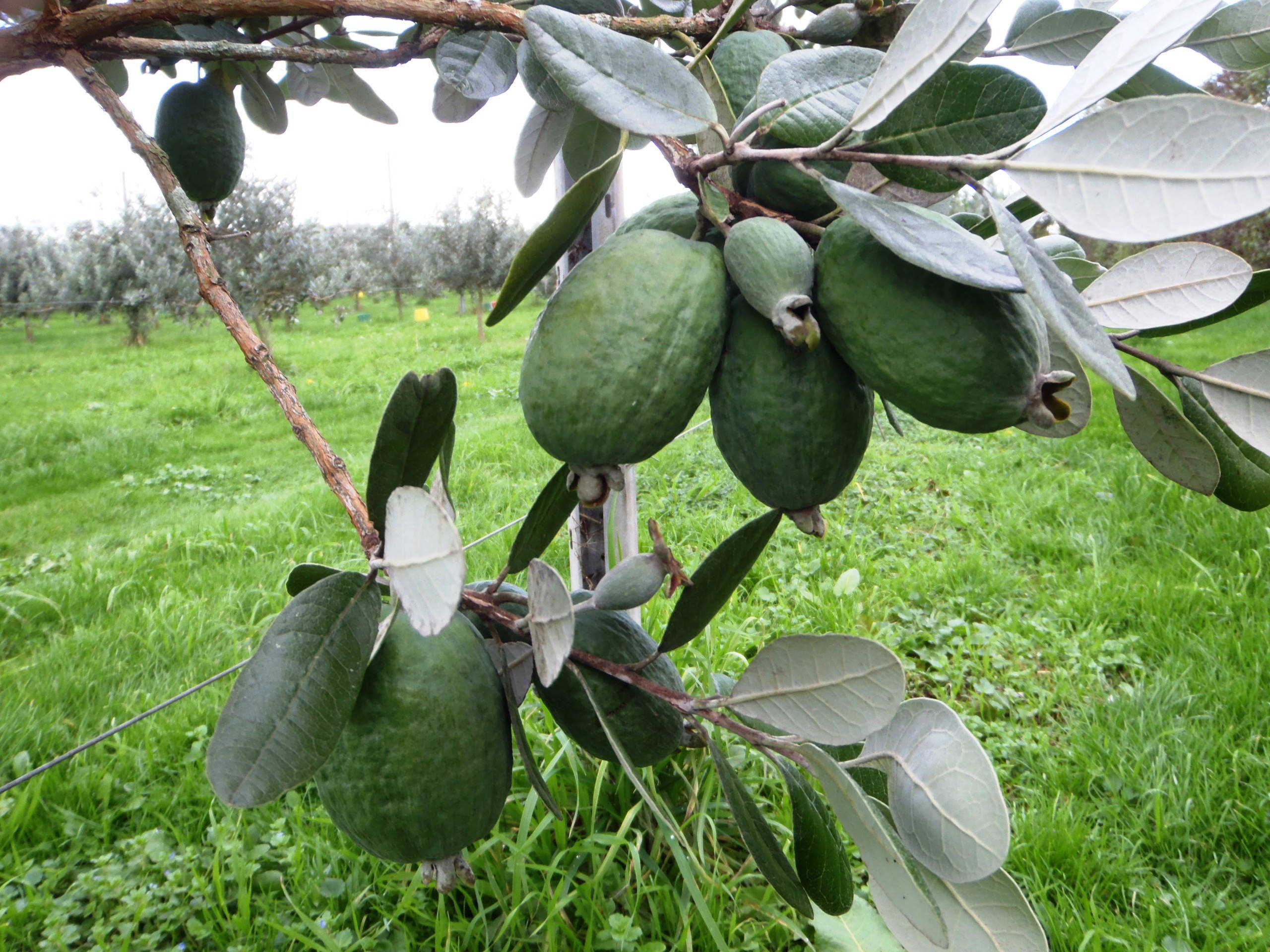 feijoa, branch, orchard, 2K Desktop Wallpaper