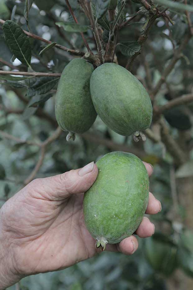 White Goose Feijoas, feijoa fruit, ripe green feijoa, SD Phone Wallpaper