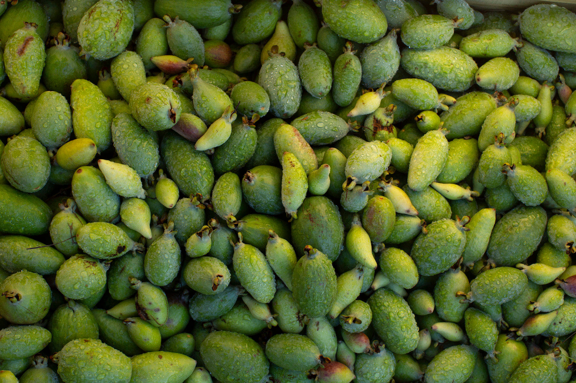 feijoas, green, dewdrops, Full HD Desktop Wallpaper