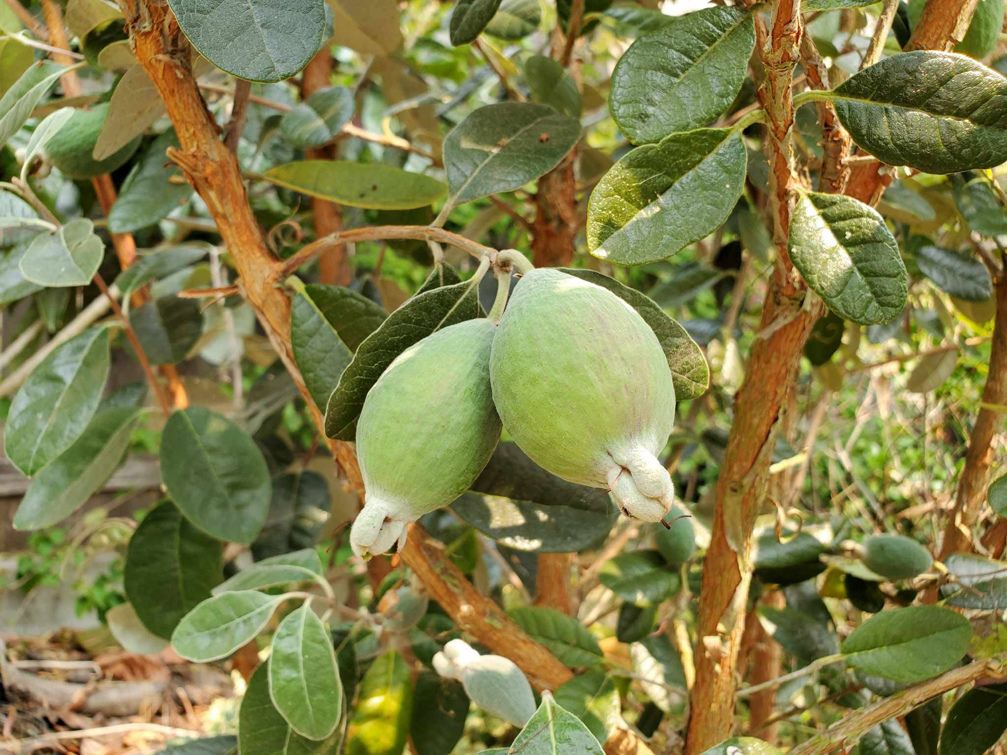 Feijoa, branch, glossy leaves, Full HD Desktop Wallpaper