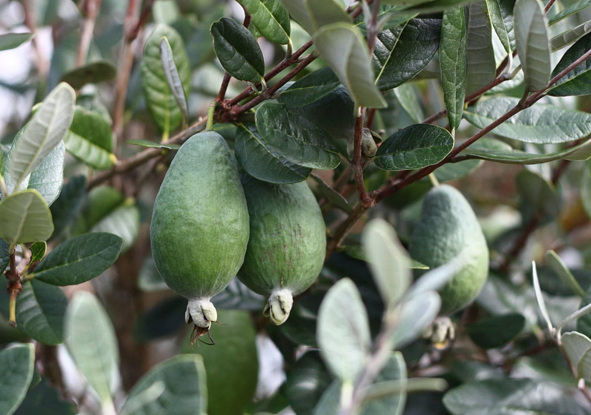 feijoa, tree, leafy branch, Full HD Desktop Wallpaper