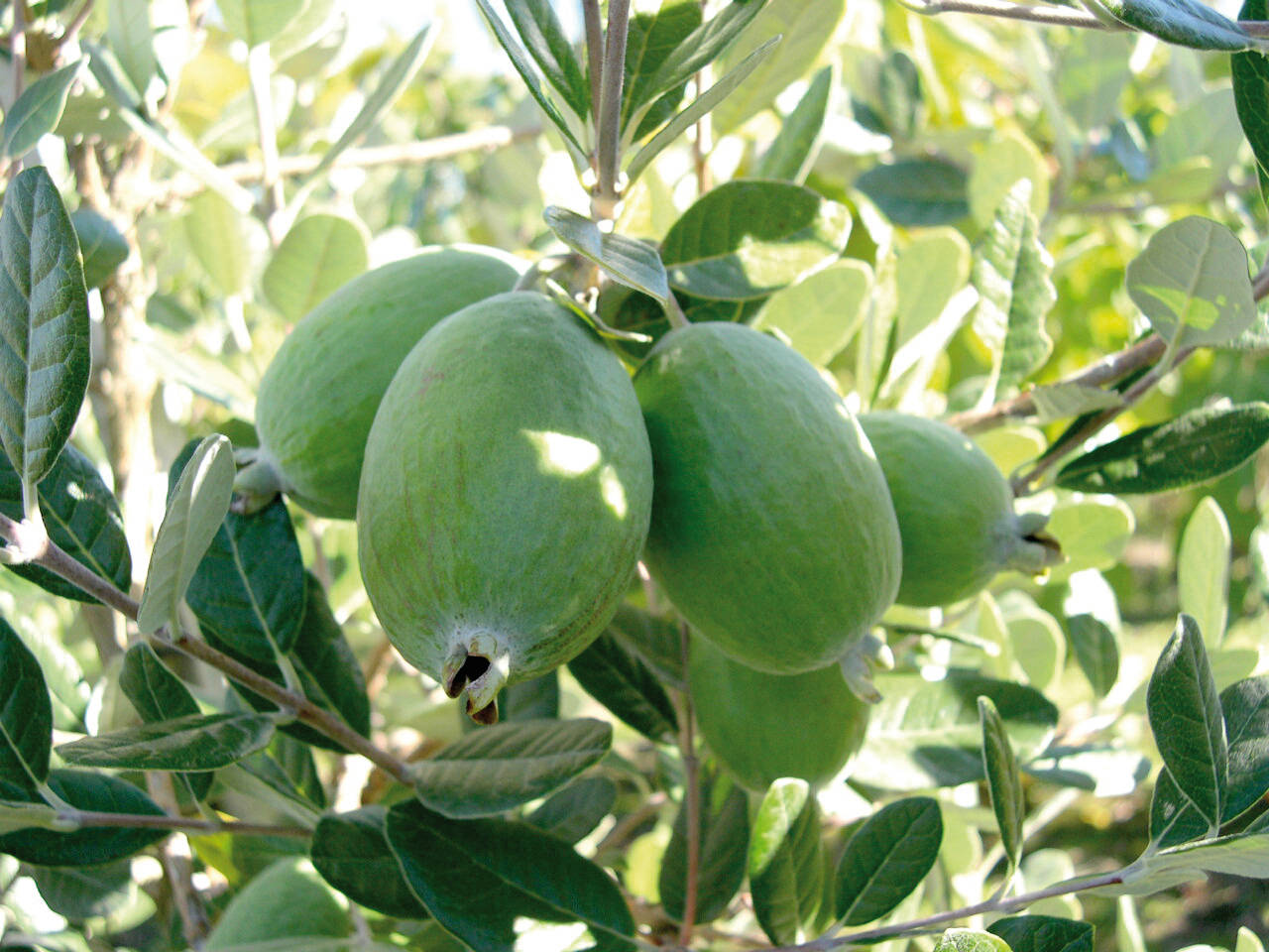 feijoa, tree, glossy leaves, HD Desktop Wallpaper