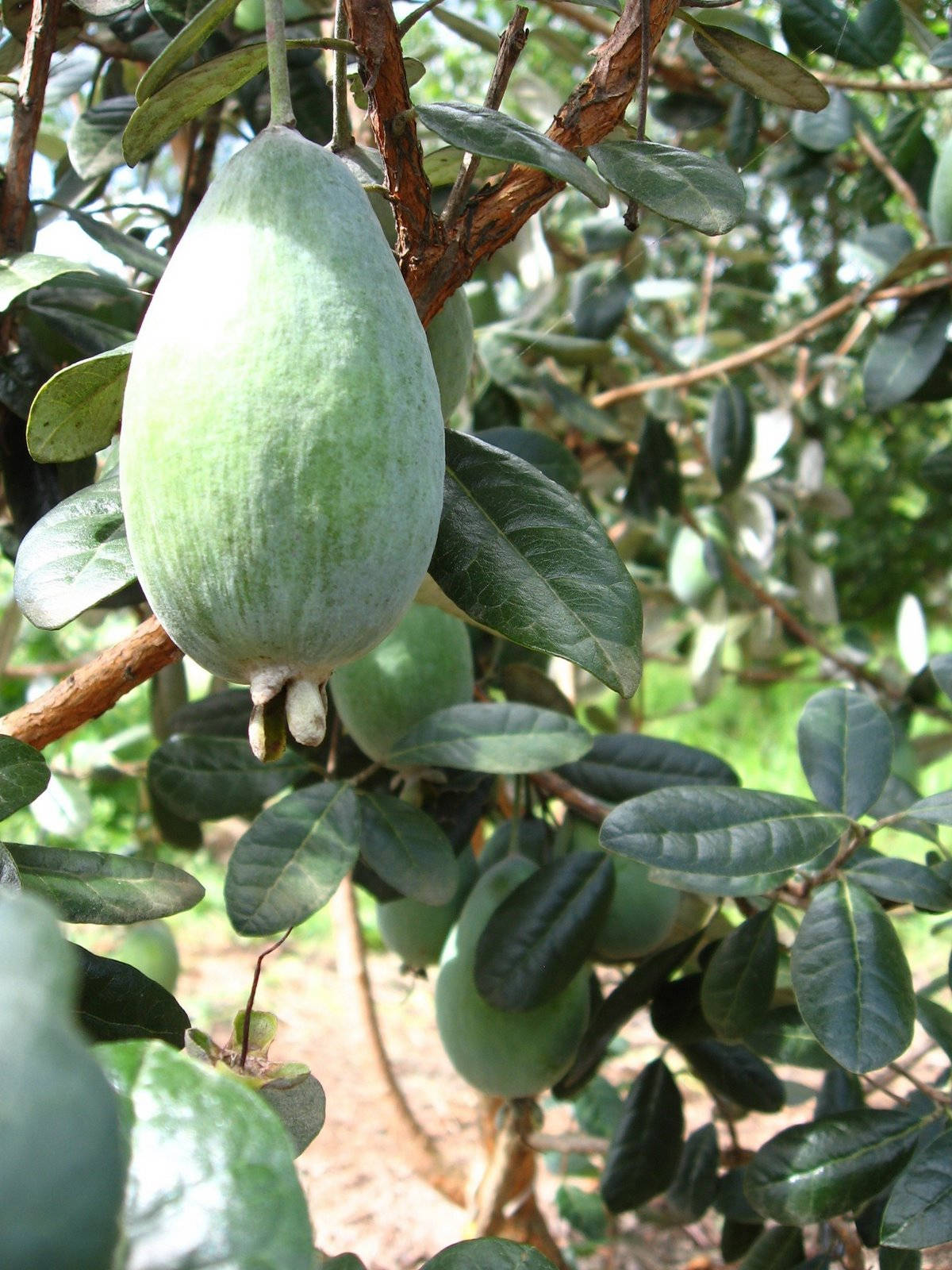 feijoa, tree, branch, HD Phone Wallpaper