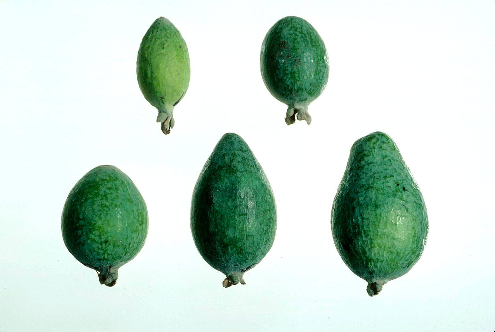feijoas, green feijoas, textured skin, HD Desktop Wallpaper