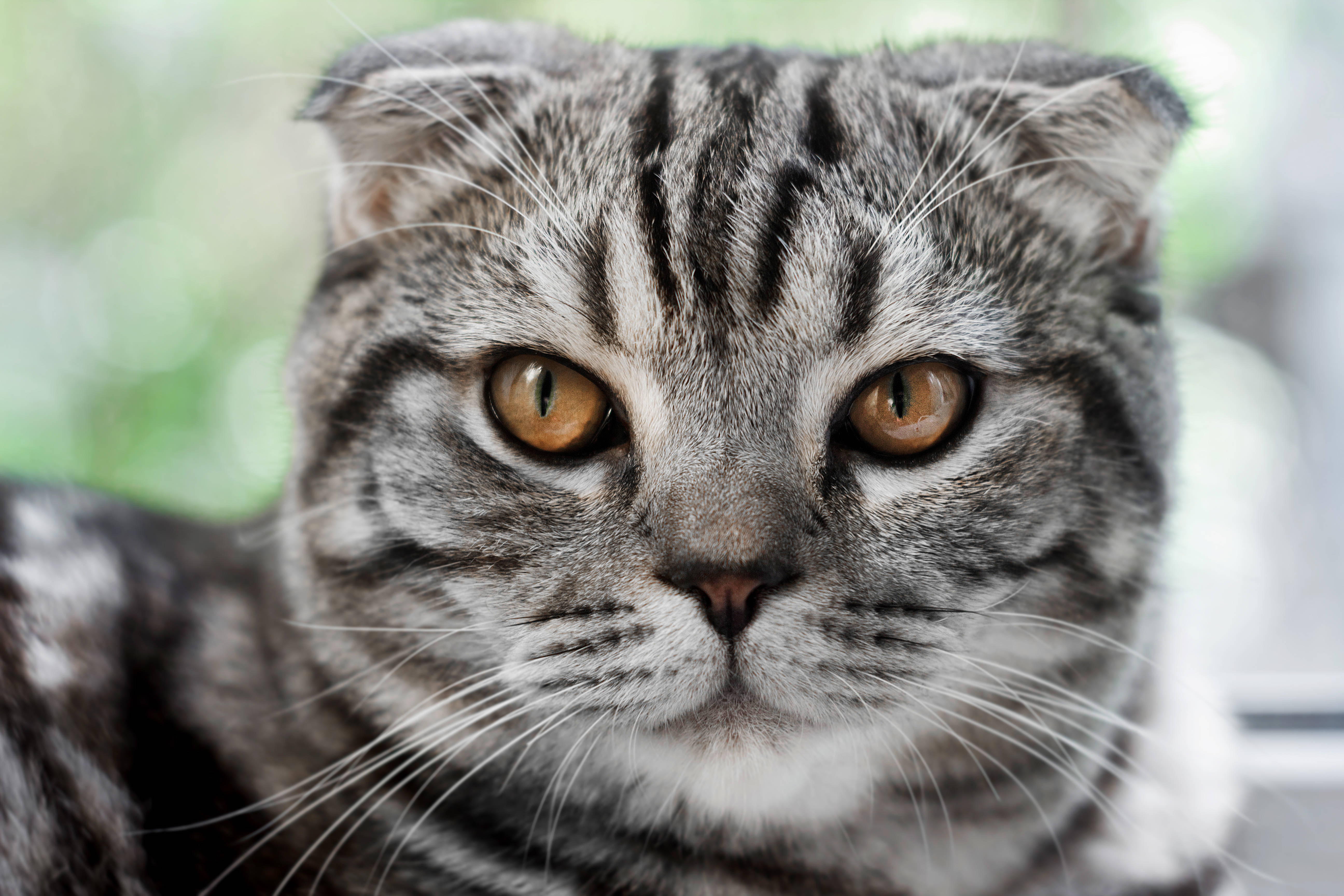 Felix The Cat, gray tabby cat, amber eyes, 5K Desktop Wallpaper