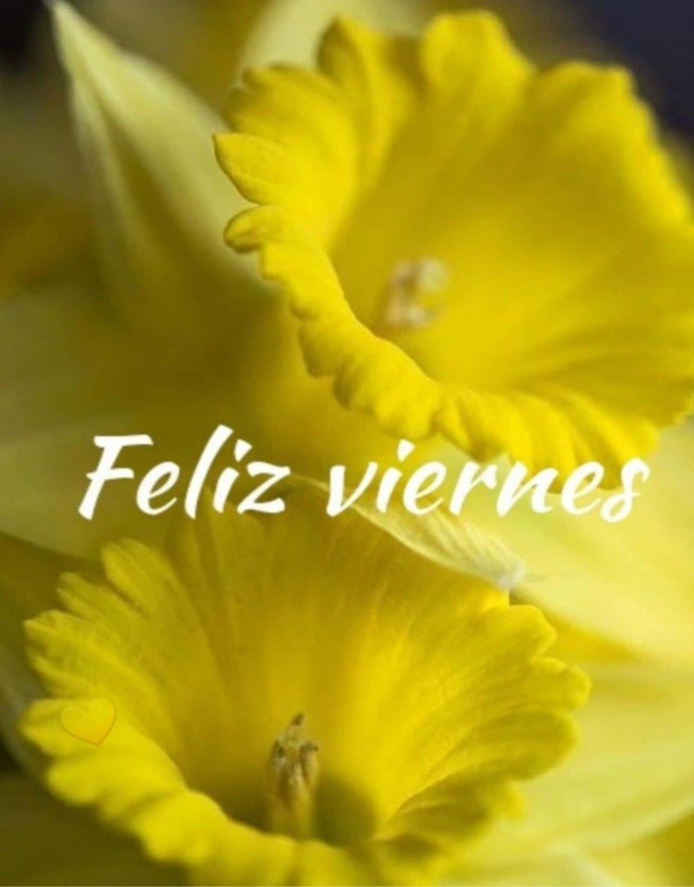 yellow daffodil, soft focus background, white cursive text, HD Phone Wallpaper